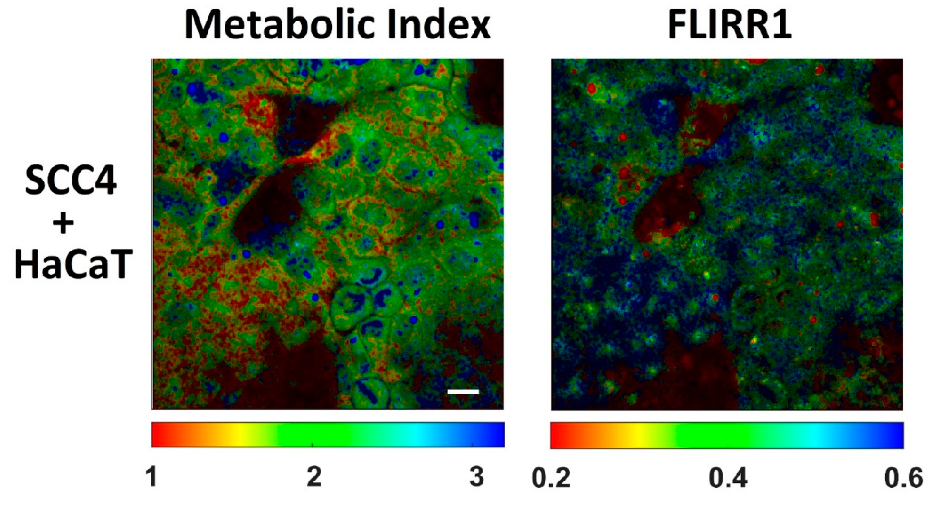 Ijms 22 05952 g005 Ijms 22 05952 g005