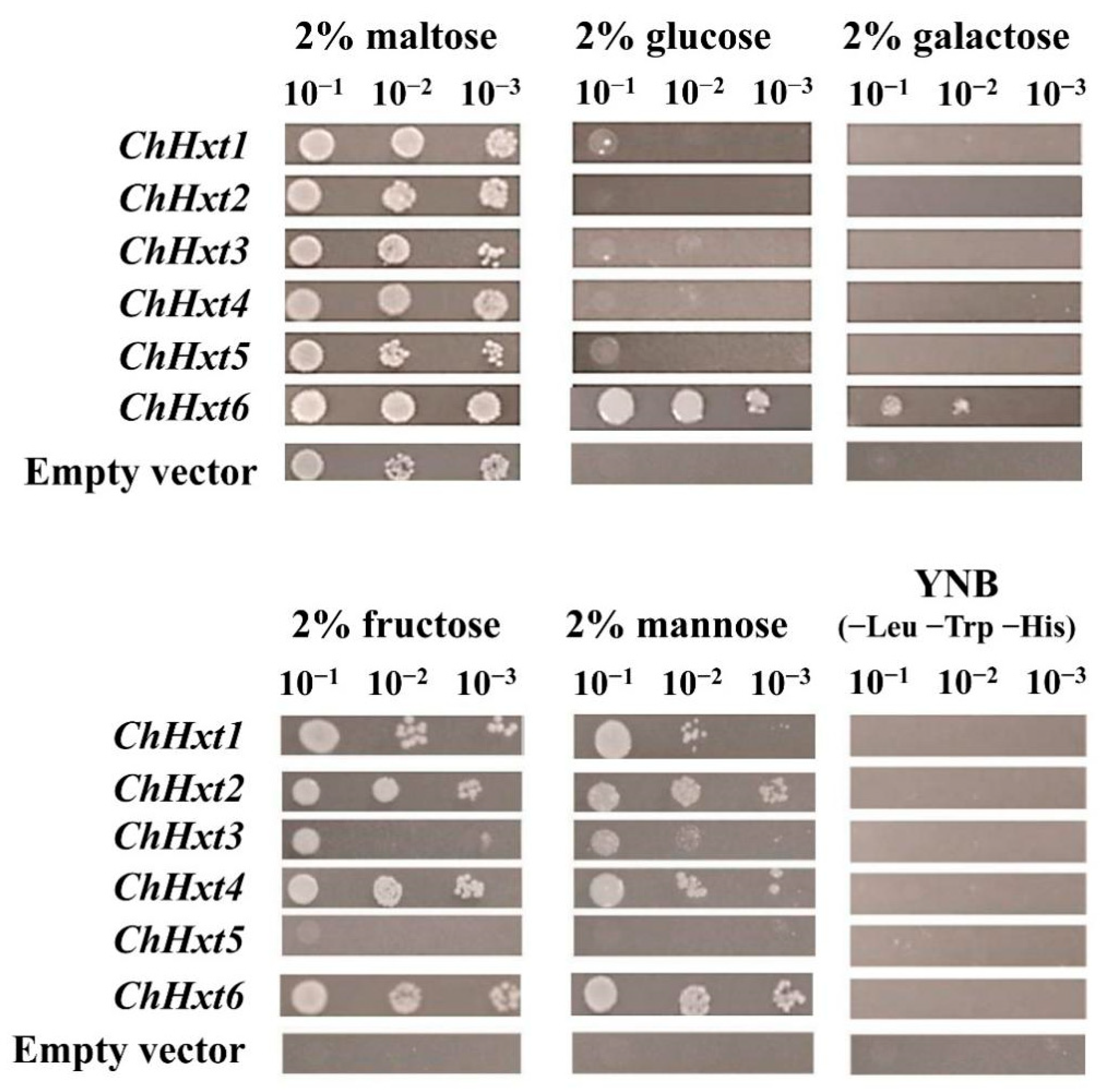 Ijms 22 05963 g004 Ijms 22 05963 g004