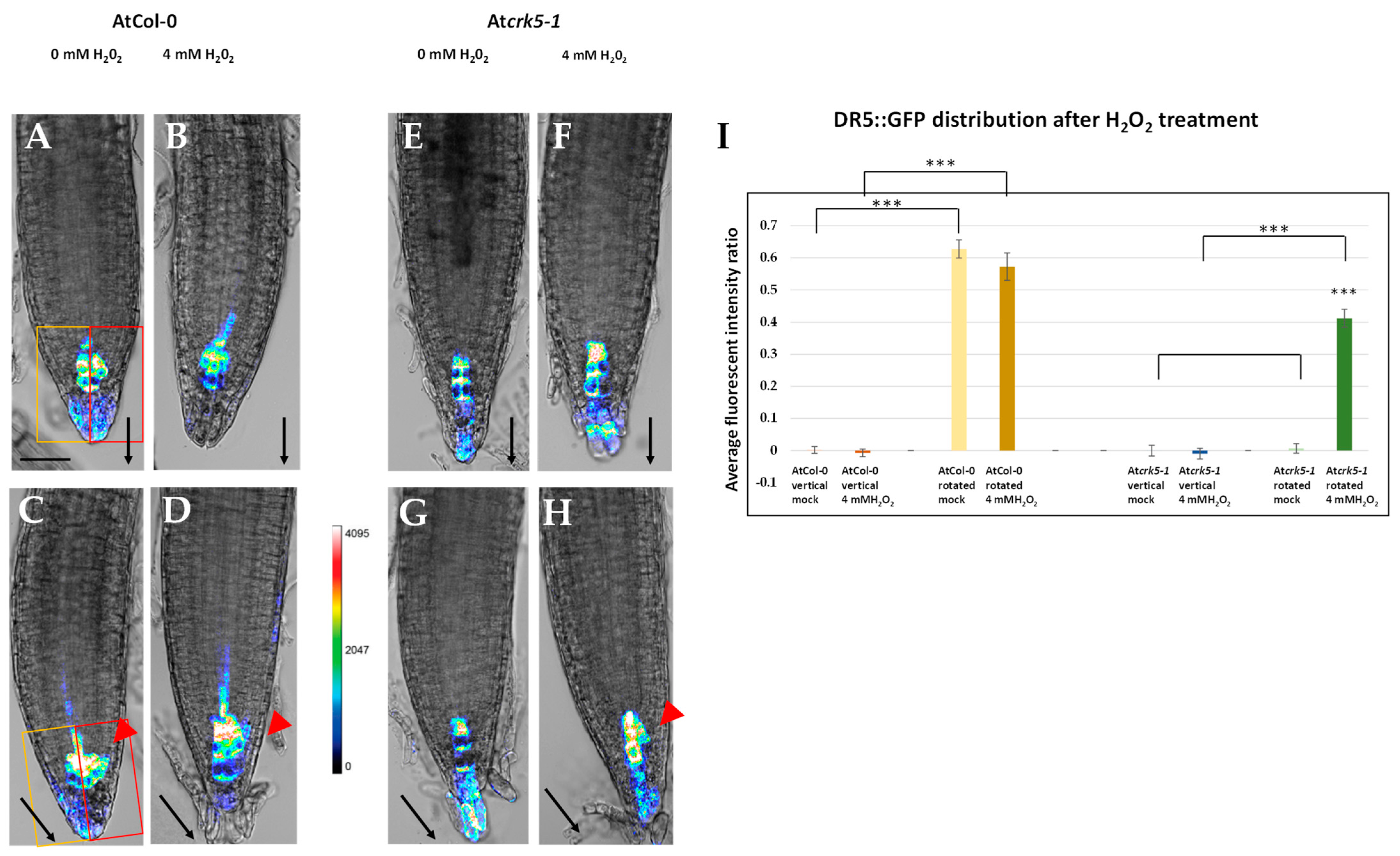 Ijms 22 05979 g005 Ijms 22 05979 g005
