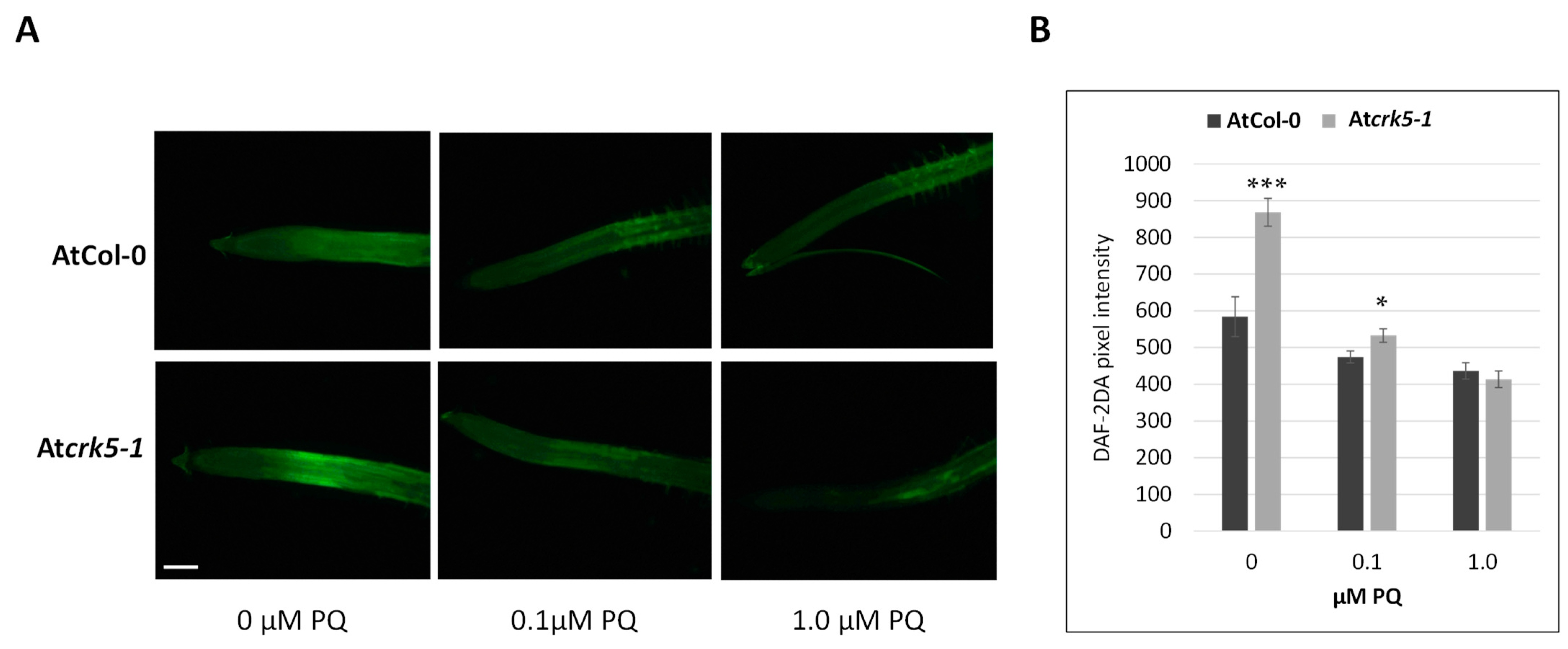 Ijms 22 05979 g009 Ijms 22 05979 g009