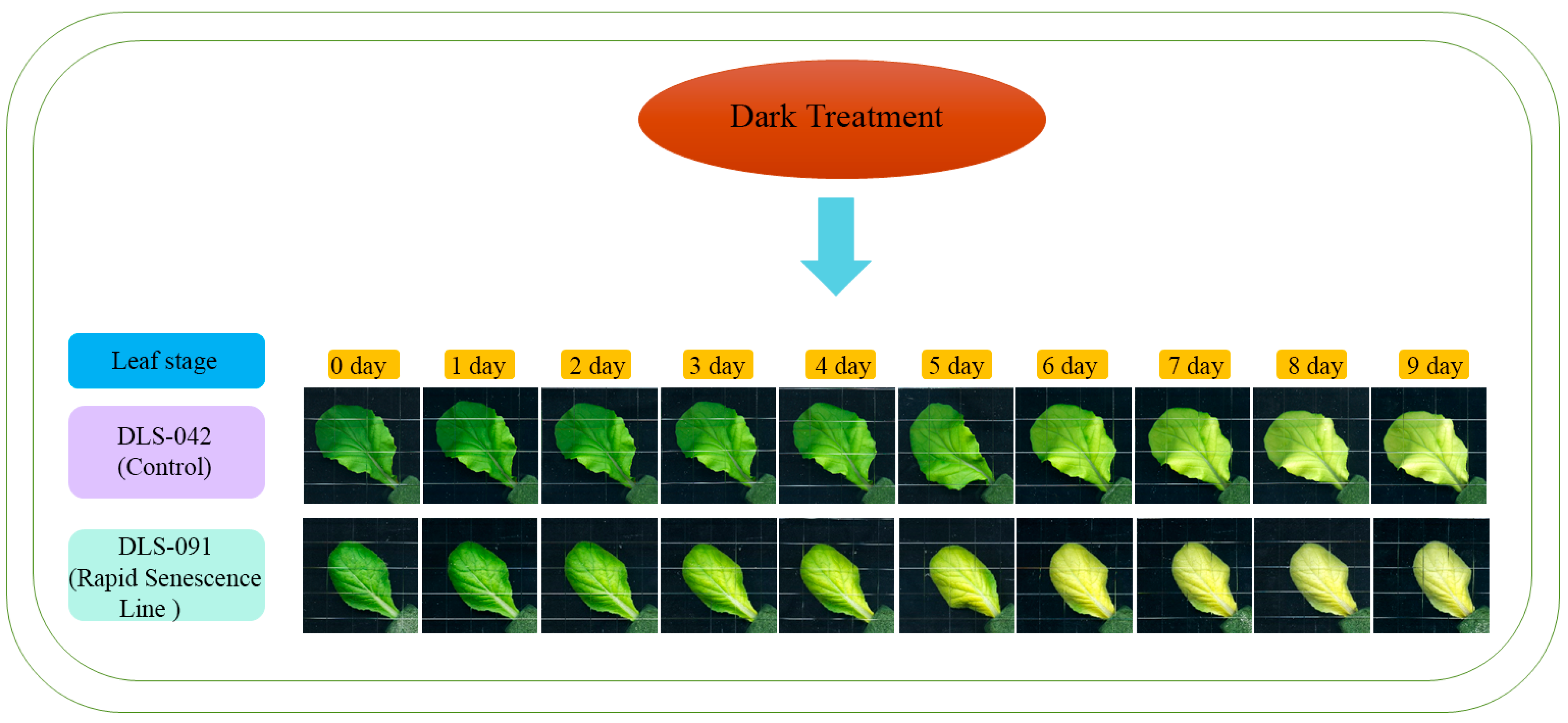 Ijms 22 06017 g001 Ijms 22 06017 g001