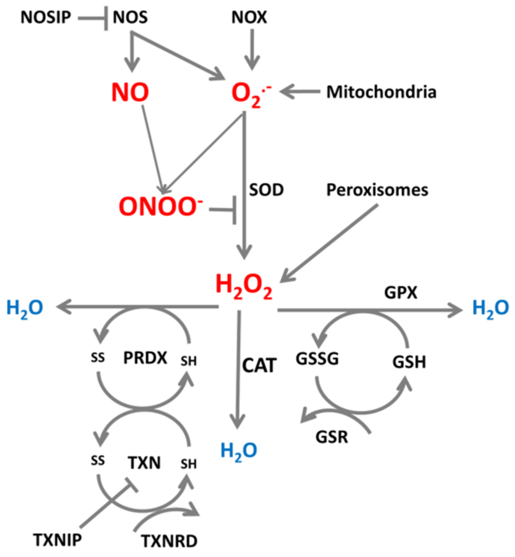 Ijms 22 06022 g001 Ijms 22 06022 g001