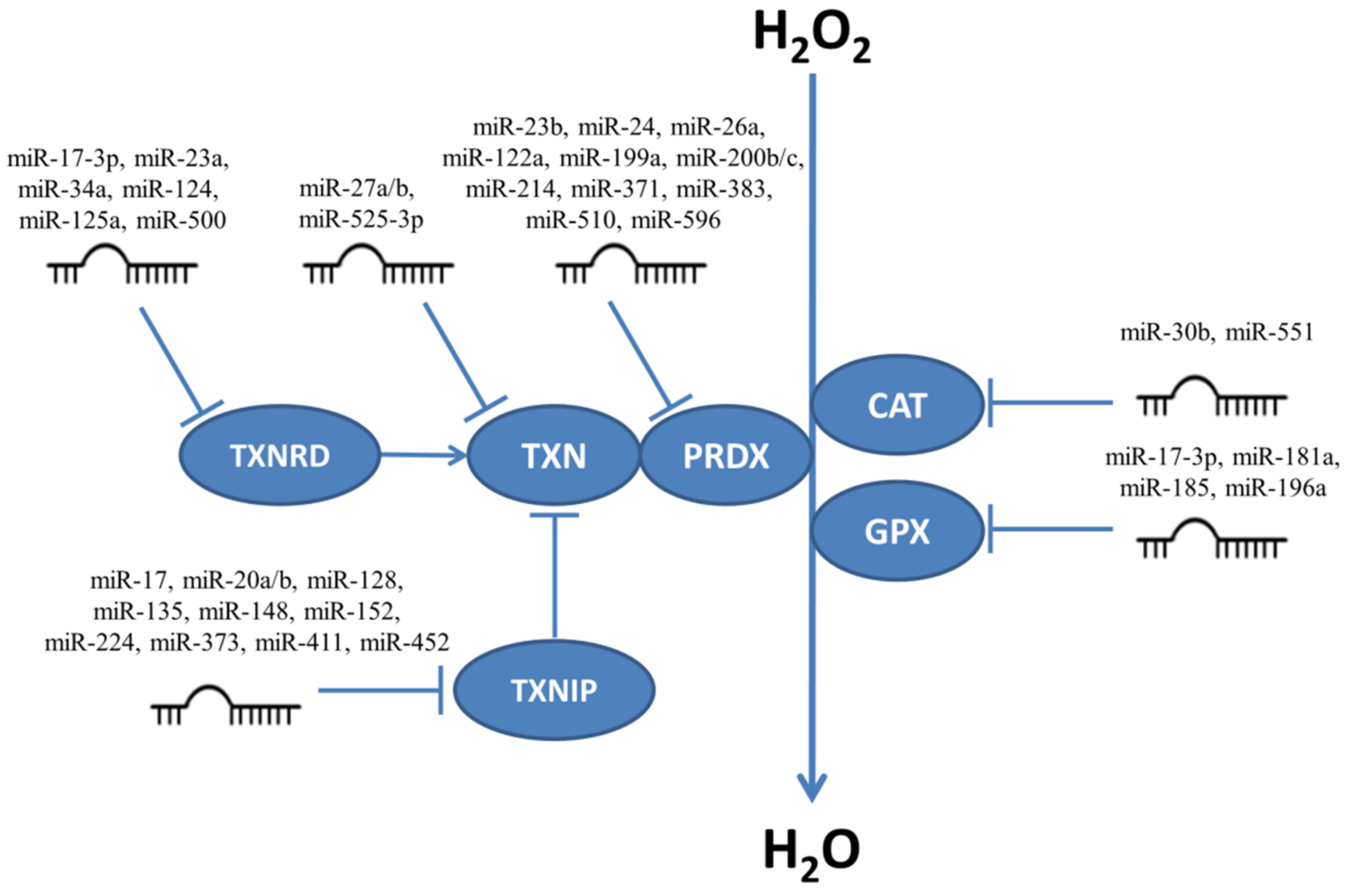 Ijms 22 06022 g003 Ijms 22 06022 g003