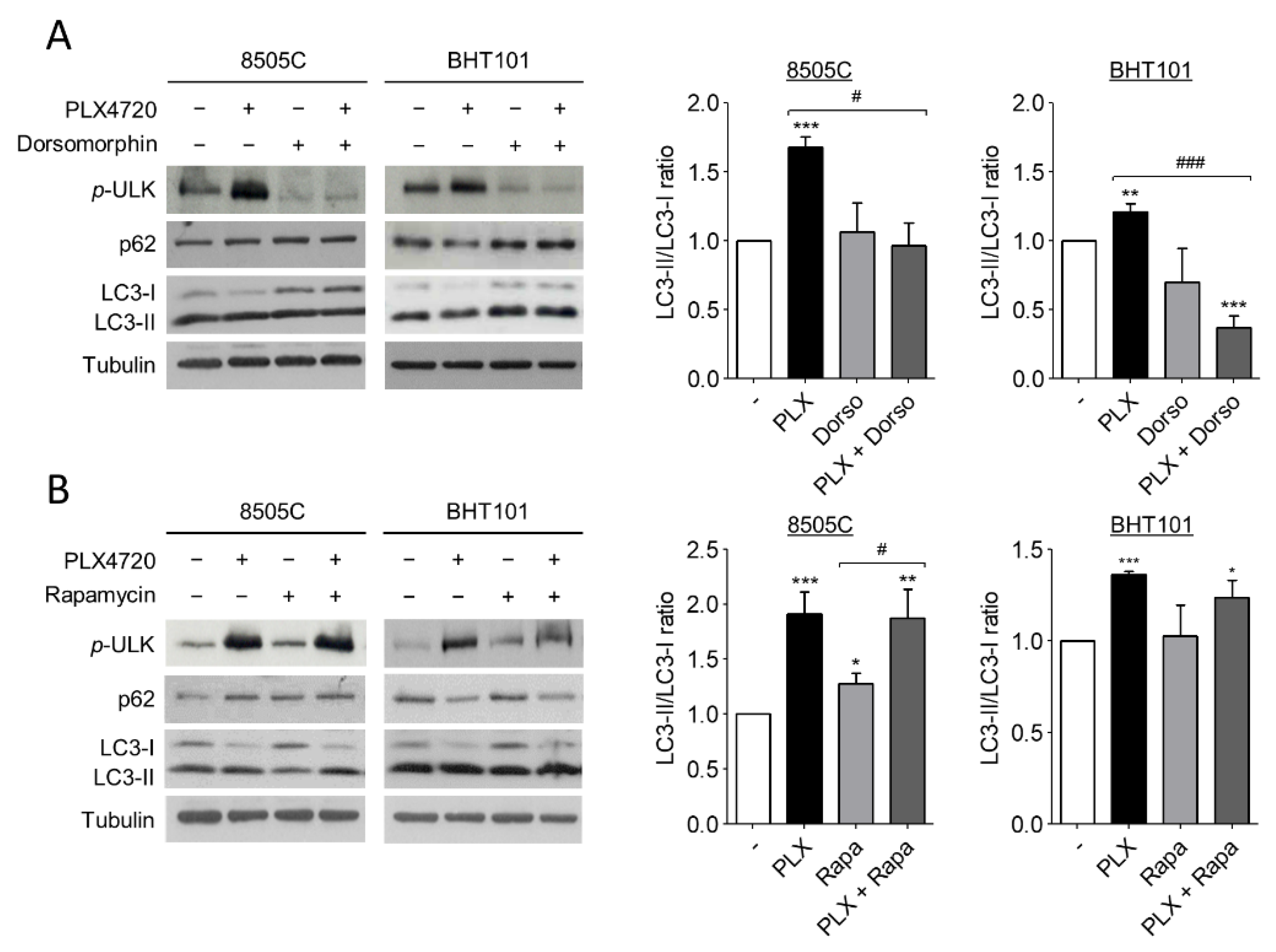 Ijms 22 06033 g003 Ijms 22 06033 g003