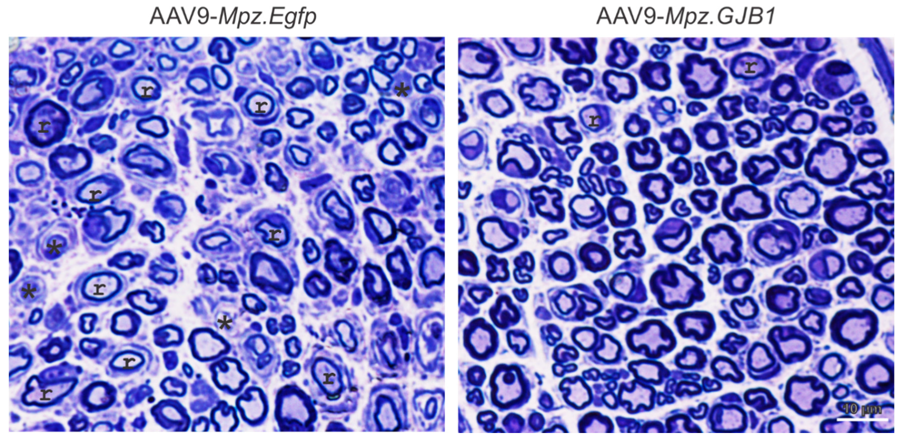 Ijms 22 06048 g001 Ijms 22 06048 g001