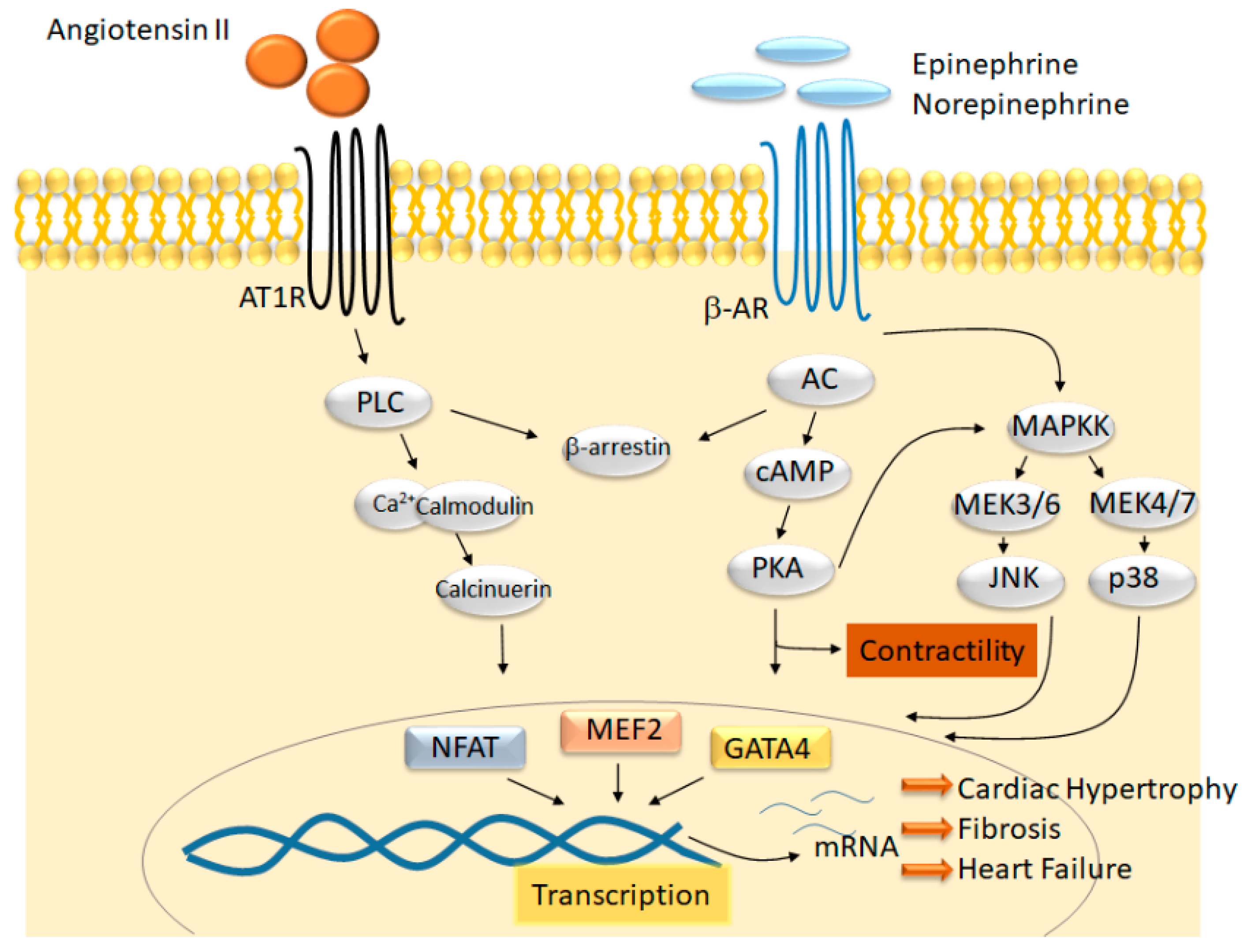 Ijms 22 06059 g001 Ijms 22 06059 g001