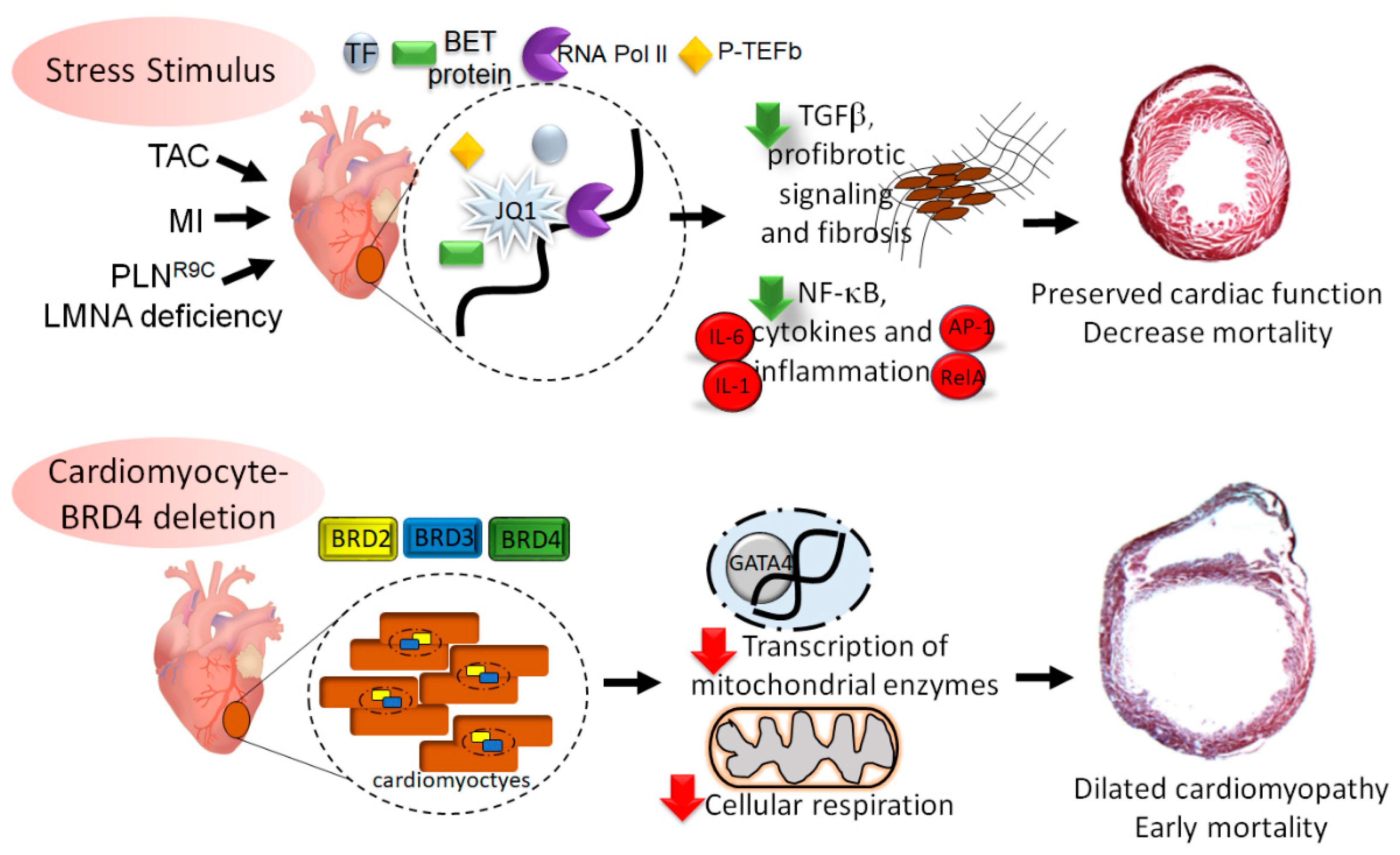 Ijms 22 06059 g003 Ijms 22 06059 g003