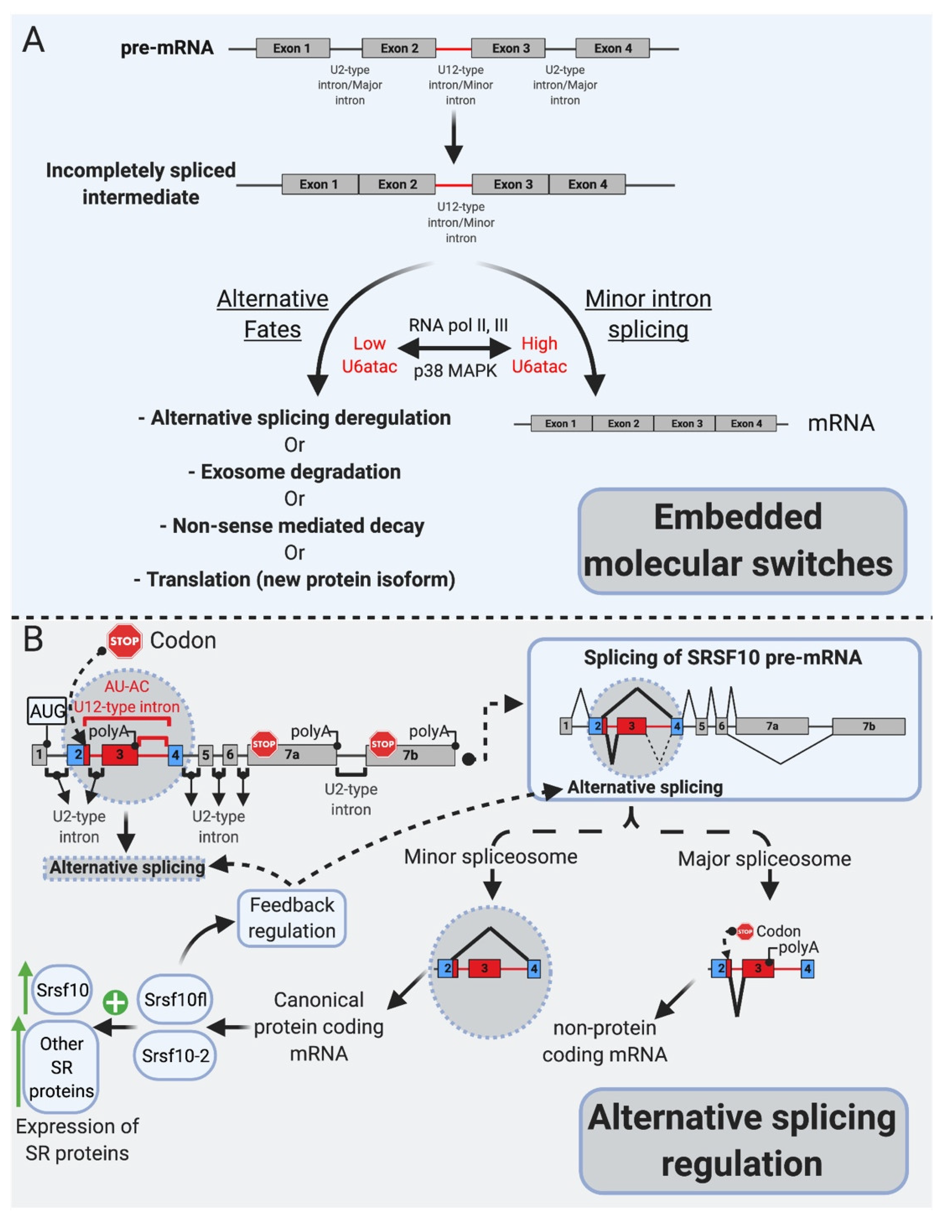 Ijms 22 06062 g002 Ijms 22 06062 g002