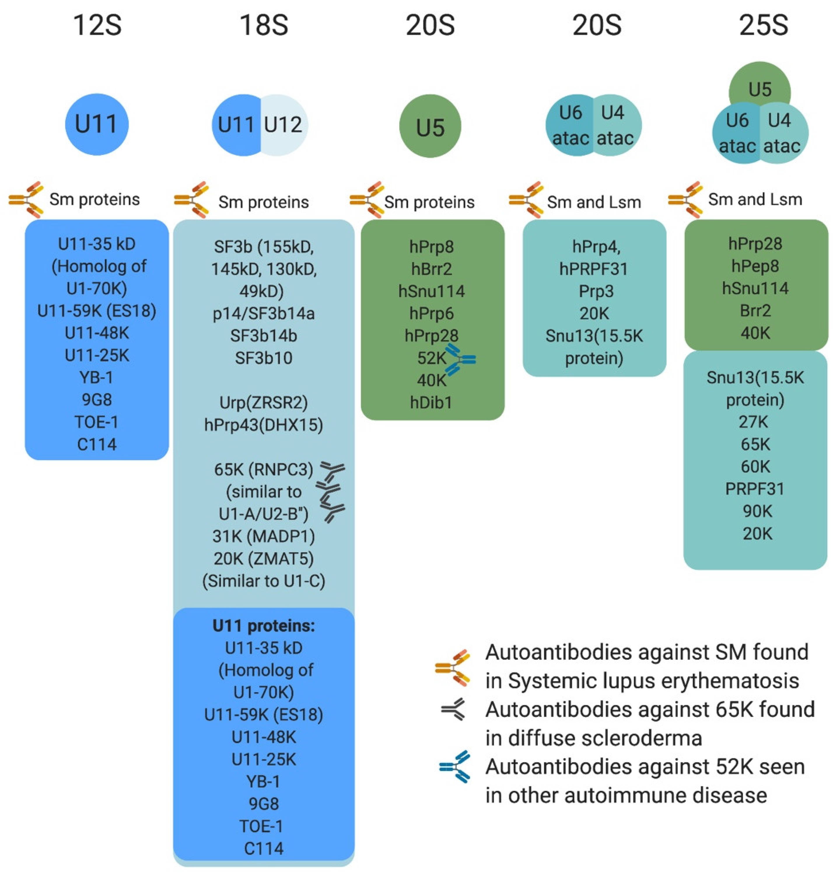Ijms 22 06062 g003 Ijms 22 06062 g003