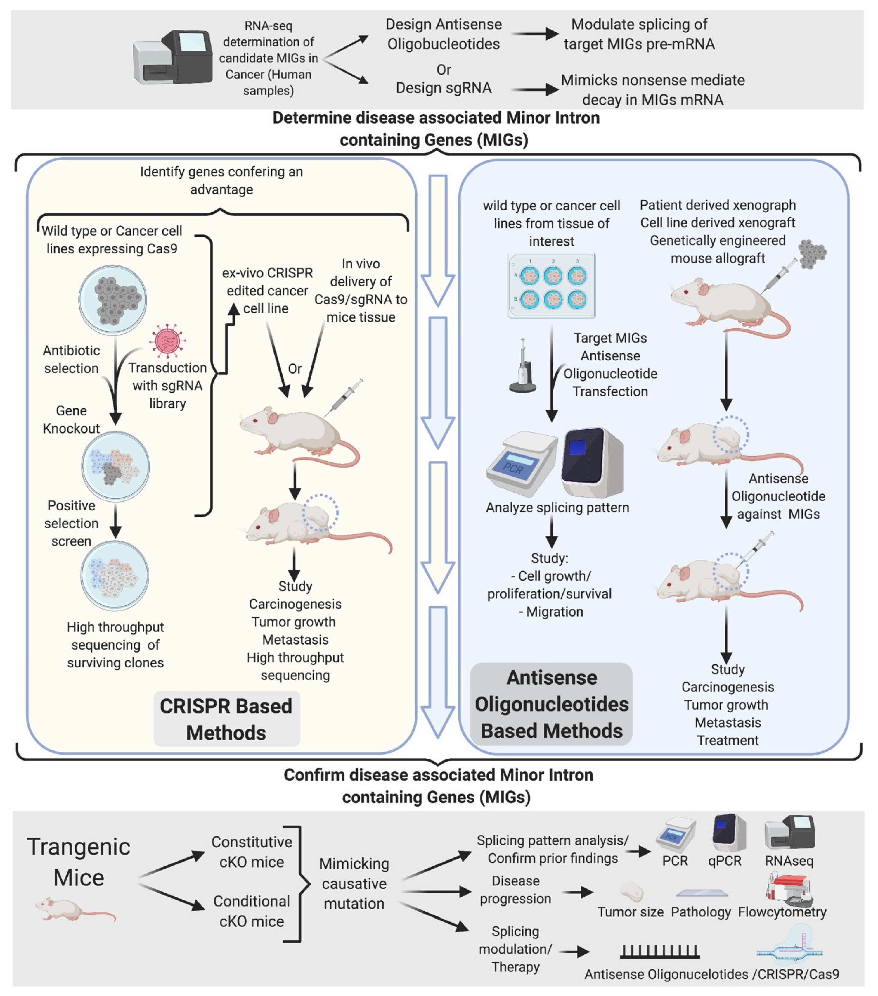 Ijms 22 06062 g007 Ijms 22 06062 g007
