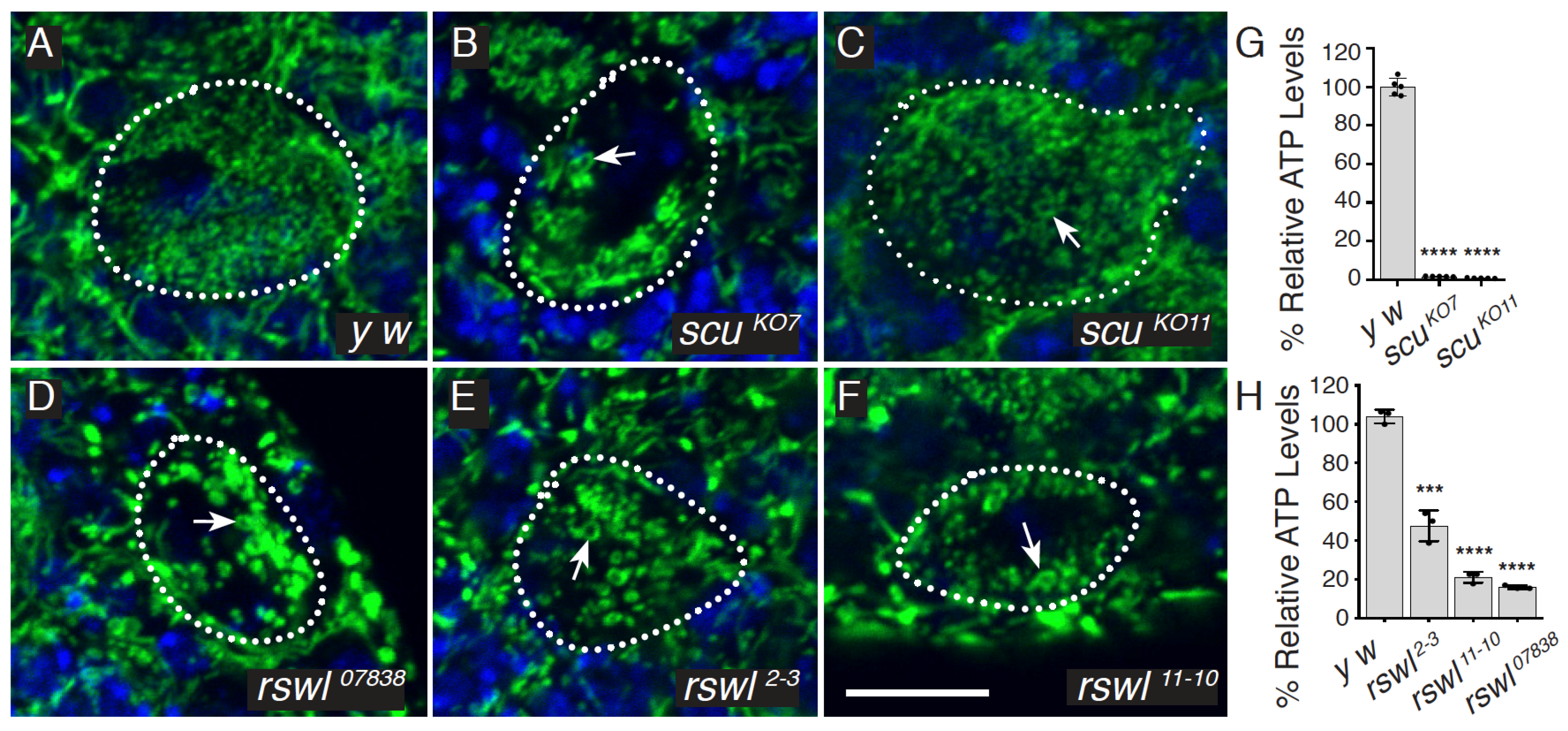 Ijms 22 06066 g002 Ijms 22 06066 g002