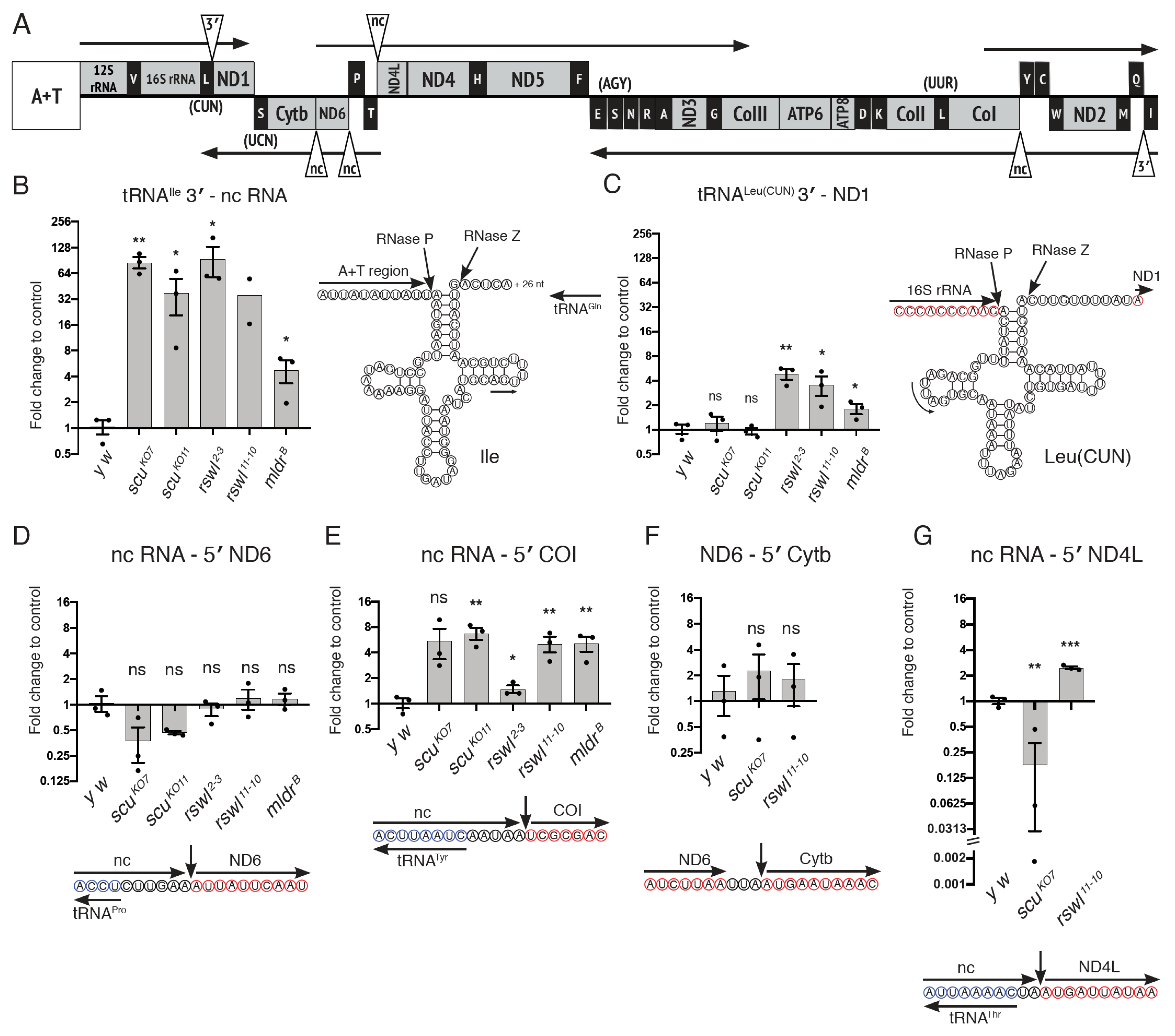 Ijms 22 06066 g004 Ijms 22 06066 g004