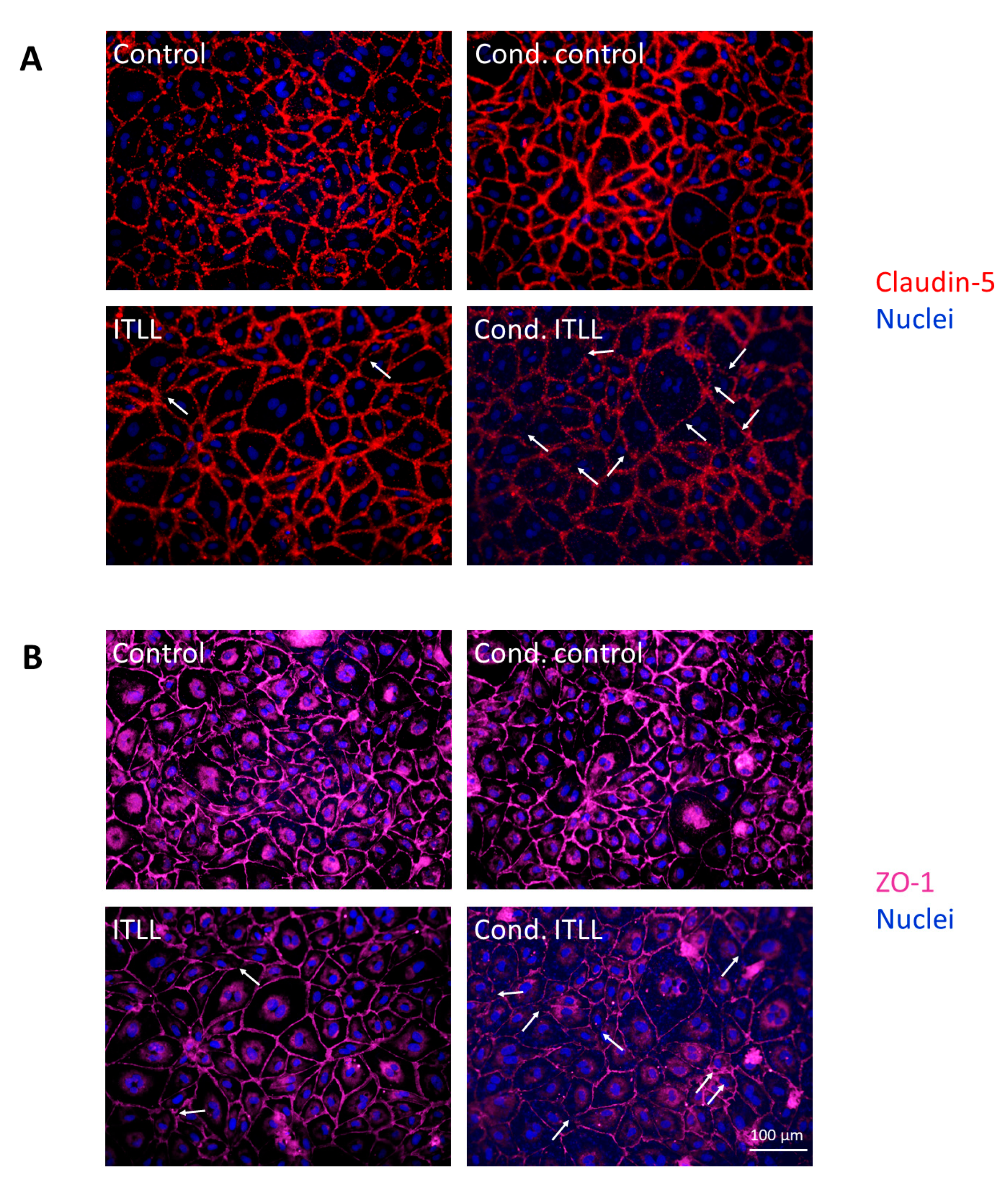 Ijms 22 06122 g004 Ijms 22 06122 g004