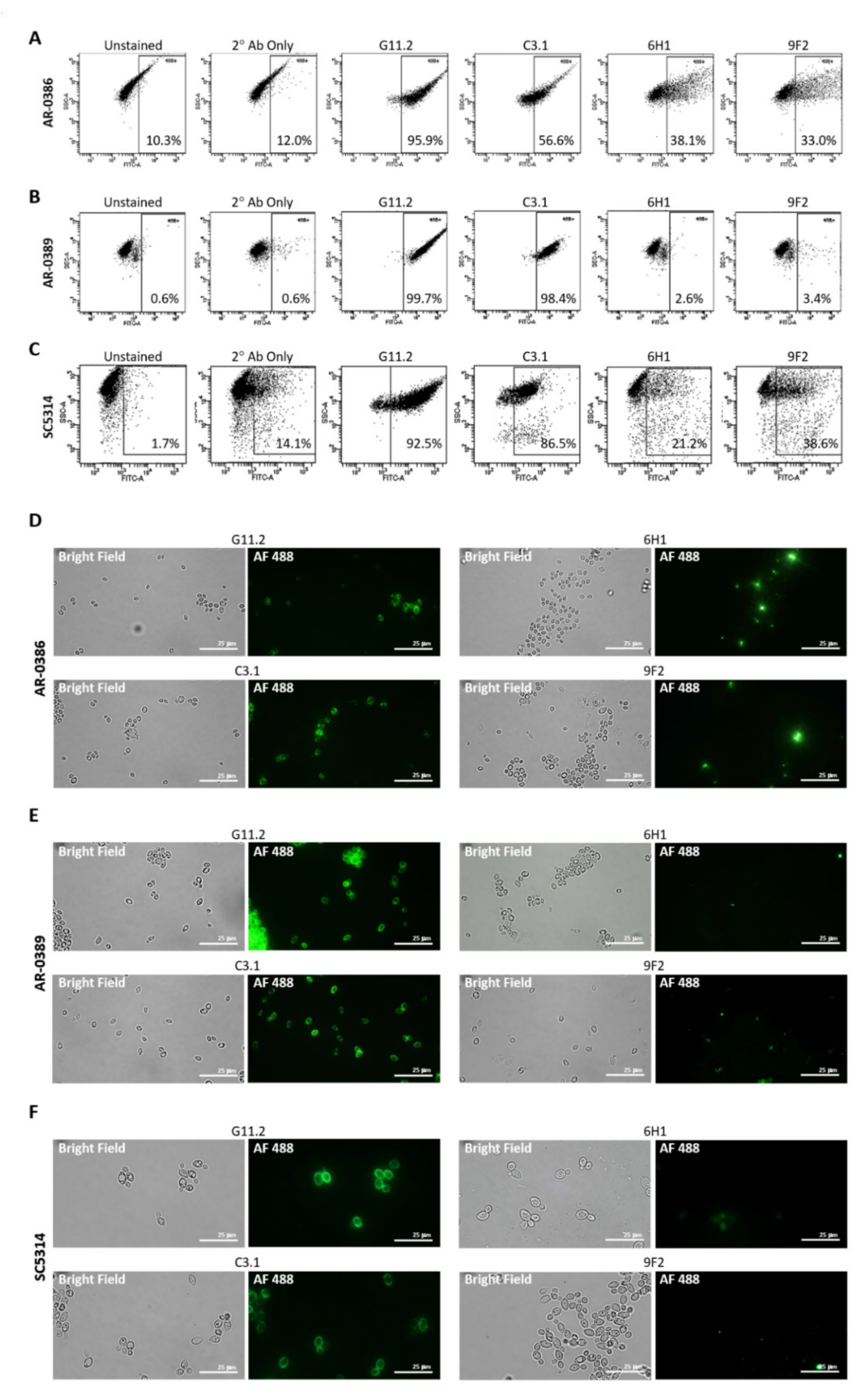 Ijms 22 06162 g002 Ijms 22 06162 g002
