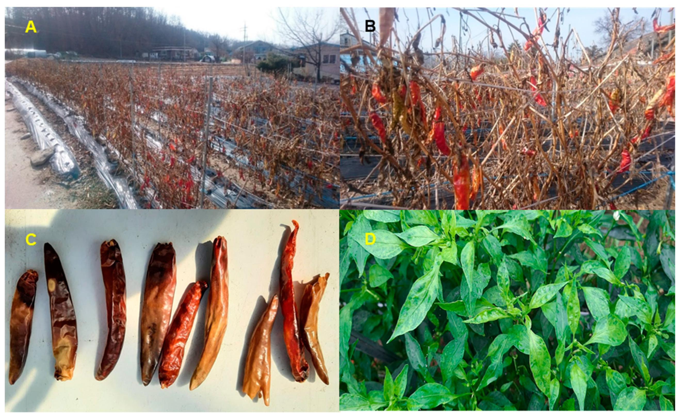 Ijms 22 06202 g001 Ijms 22 06202 g001