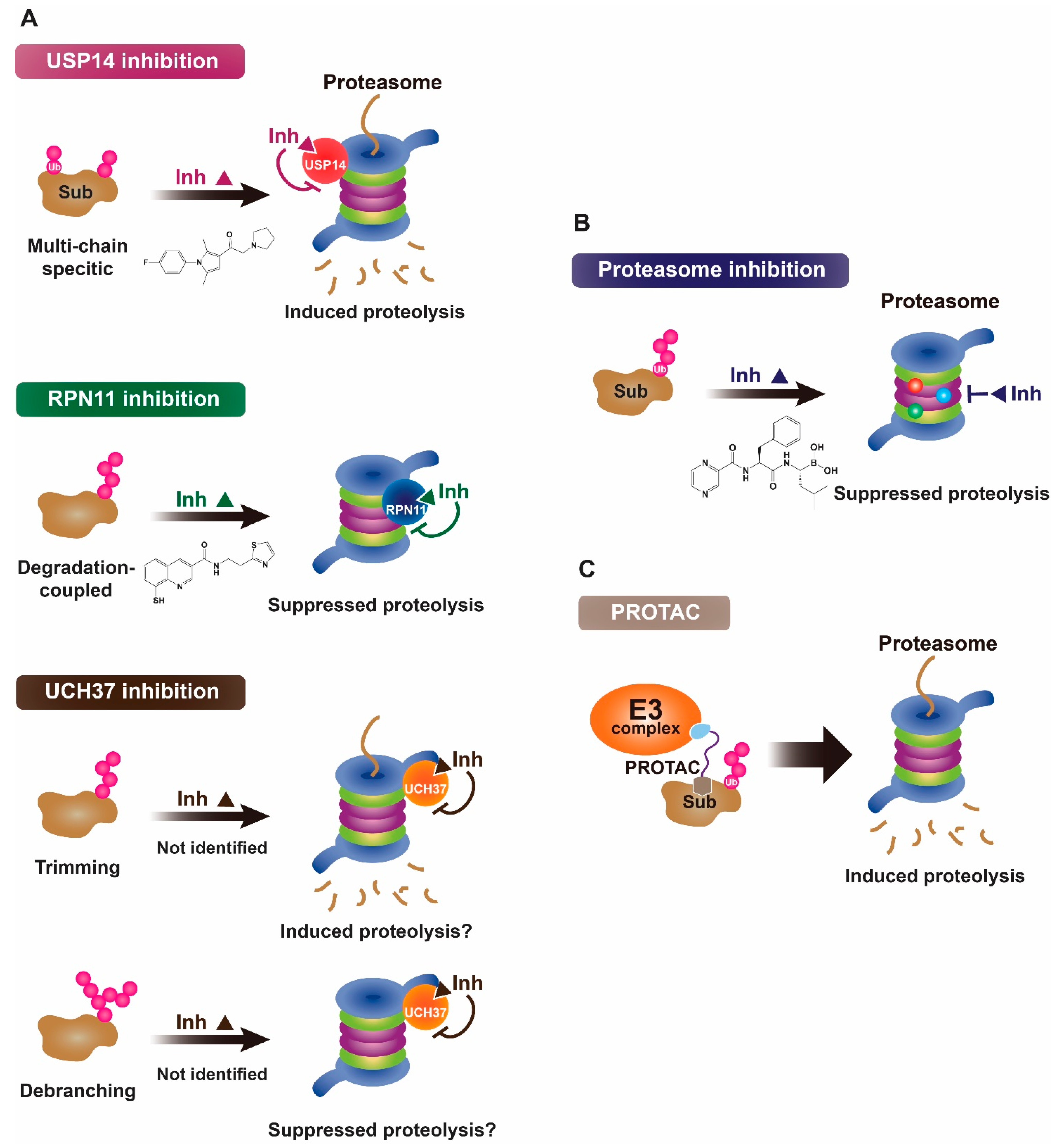 Ijms 22 06213 g001 Ijms 22 06213 g001