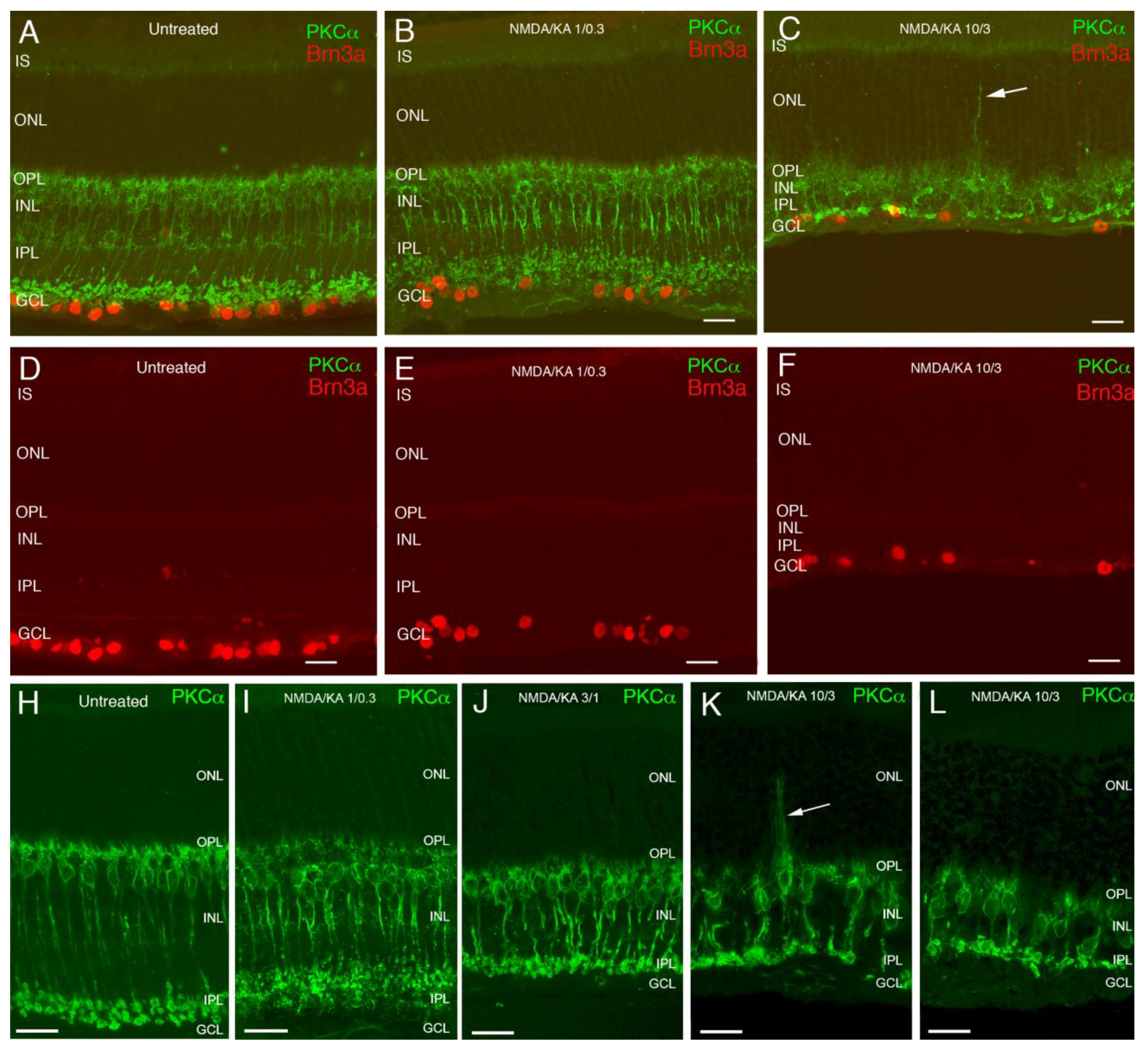 Ijms 22 06245 g002 Ijms 22 06245 g002