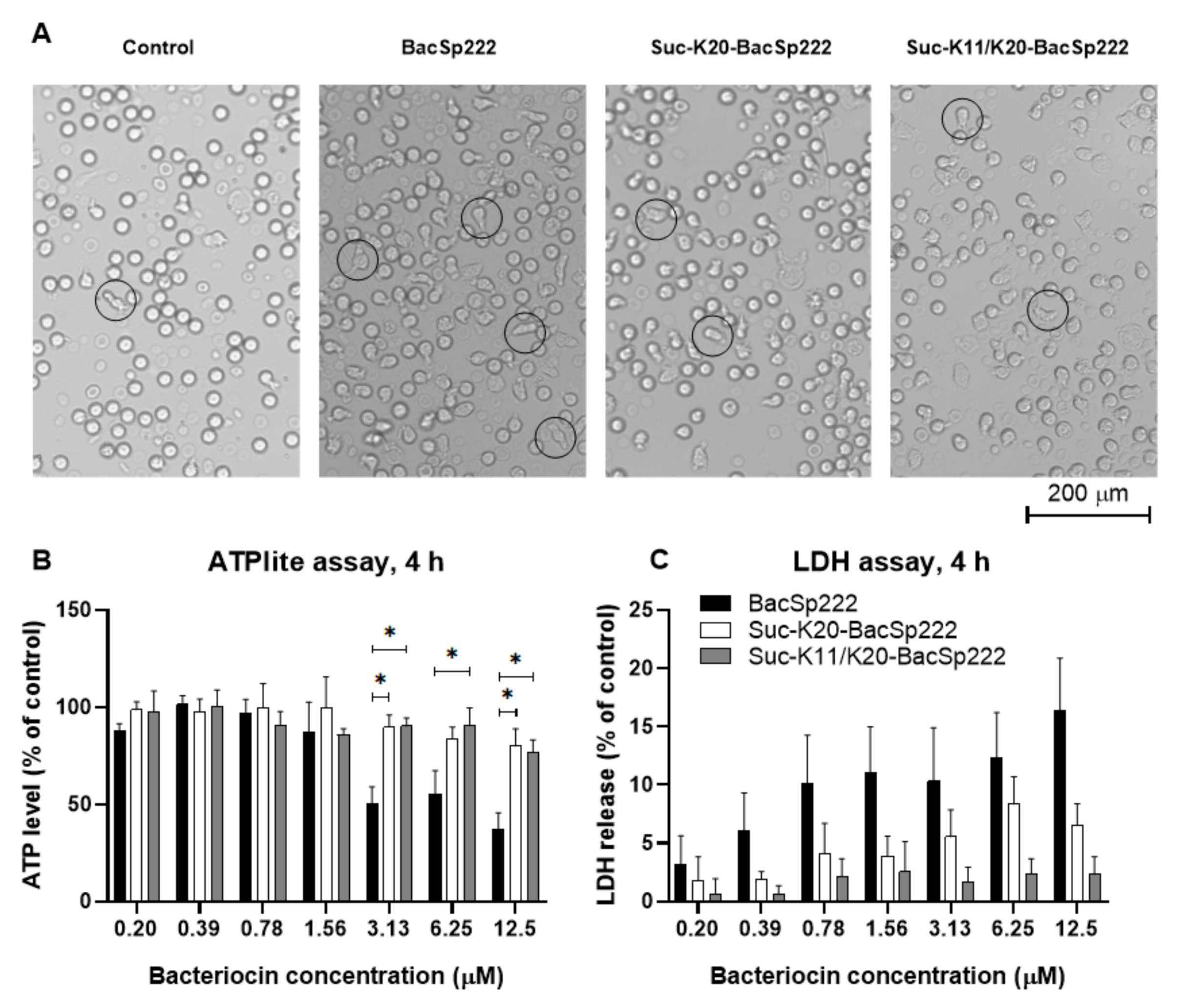 Ijms 22 06256 g003 Ijms 22 06256 g003