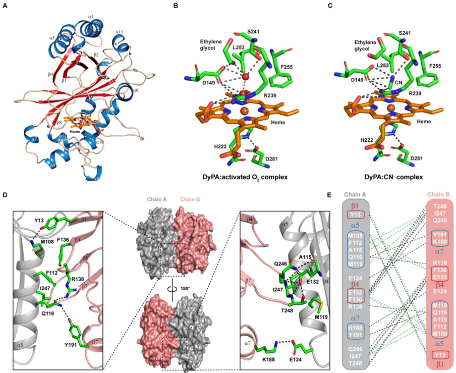 Ijms 22 06265 g006 Ijms 22 06265 g006