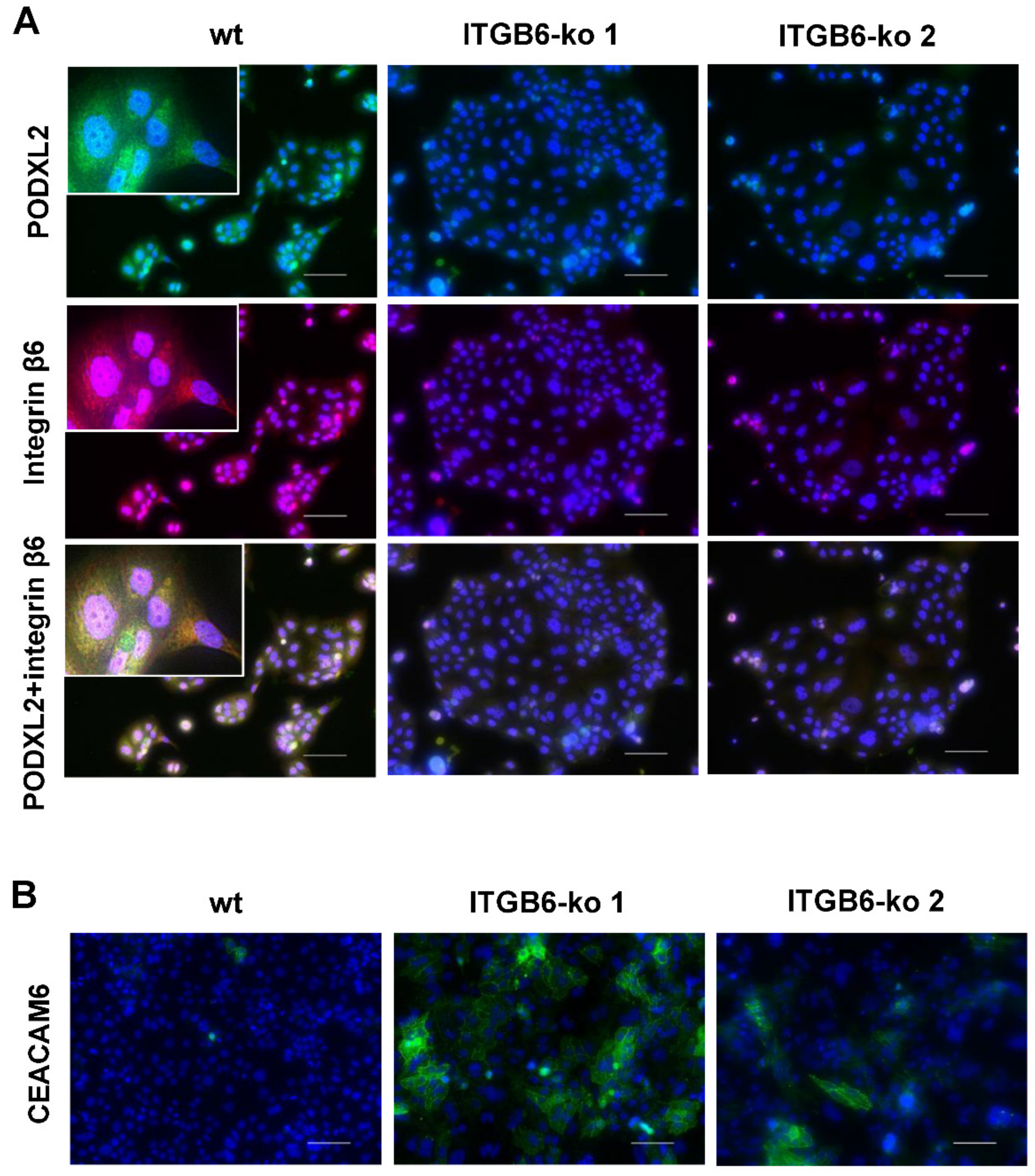 Ijms 22 06303 g005 Ijms 22 06303 g005