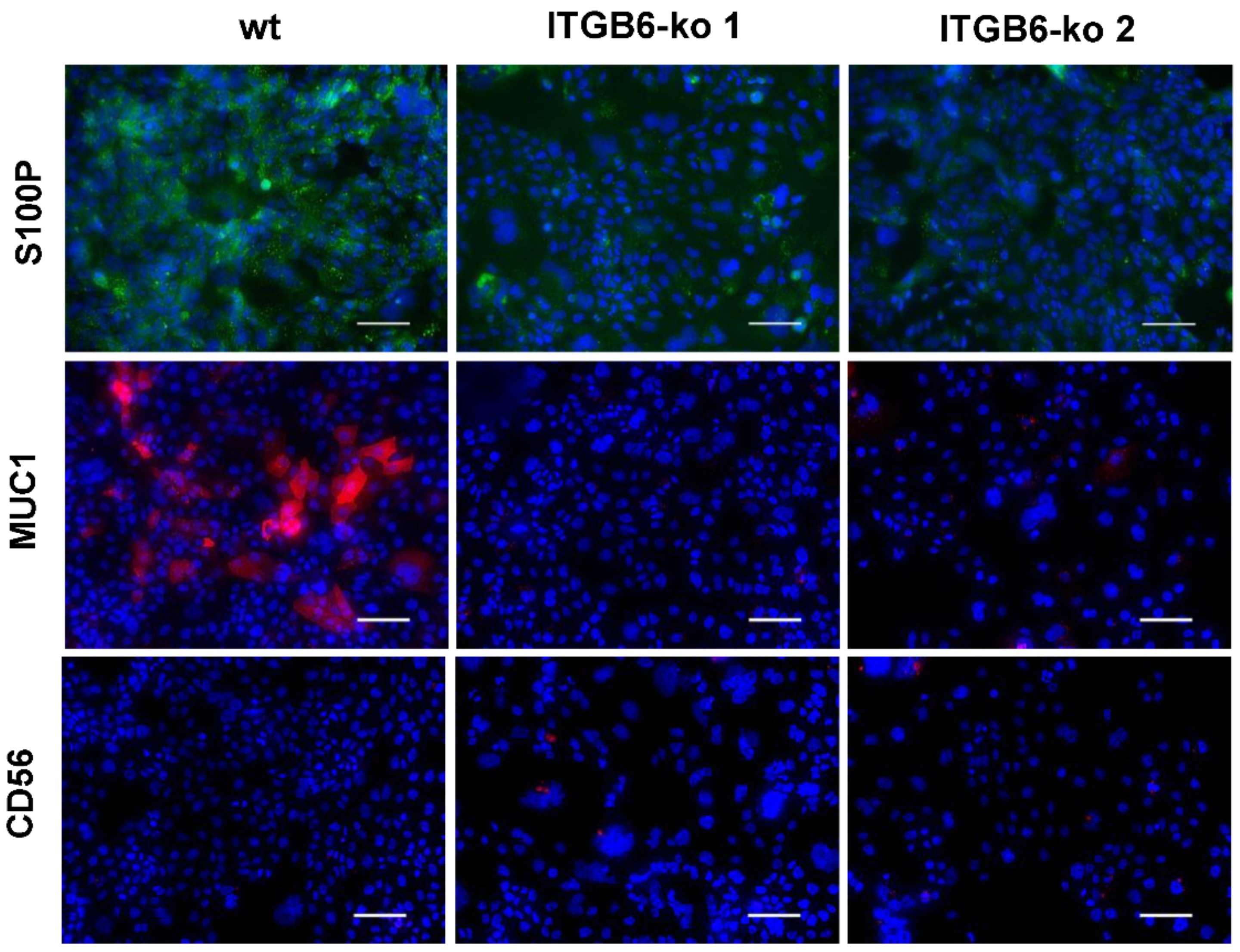 Ijms 22 06303 g006 Ijms 22 06303 g006