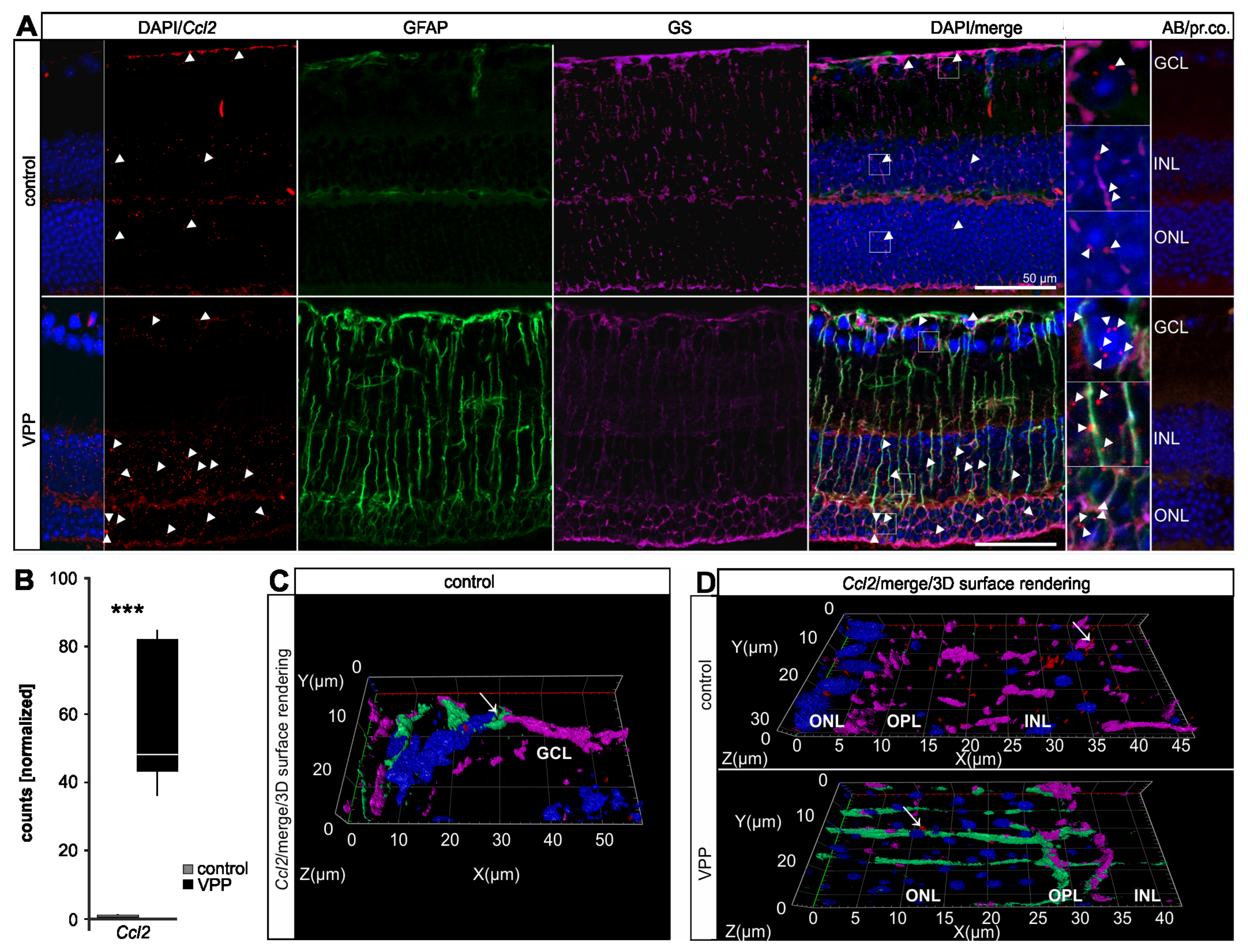 Ijms 22 06307 g005 Ijms 22 06307 g005