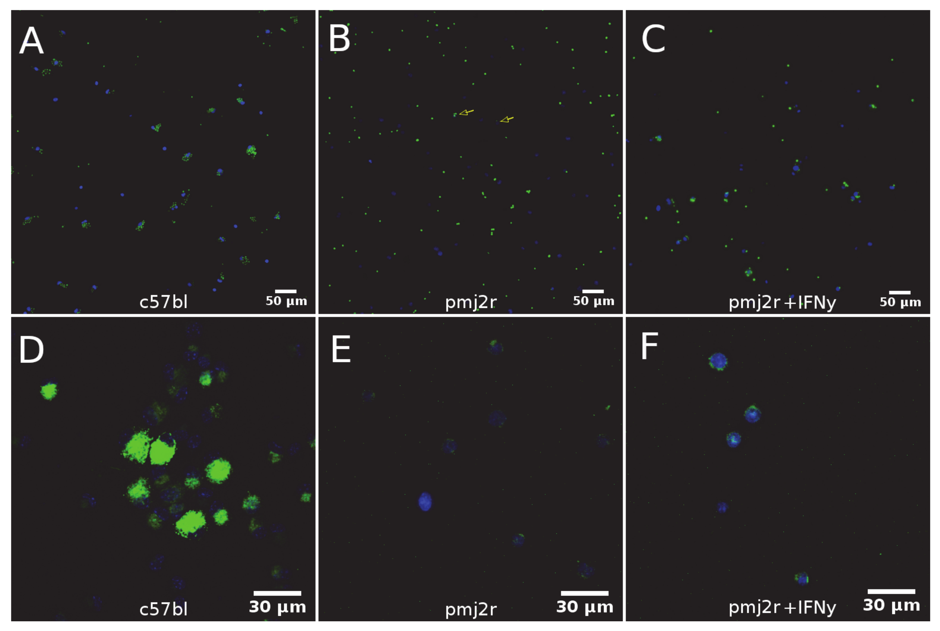 Ijms 22 06323 g004 Ijms 22 06323 g004