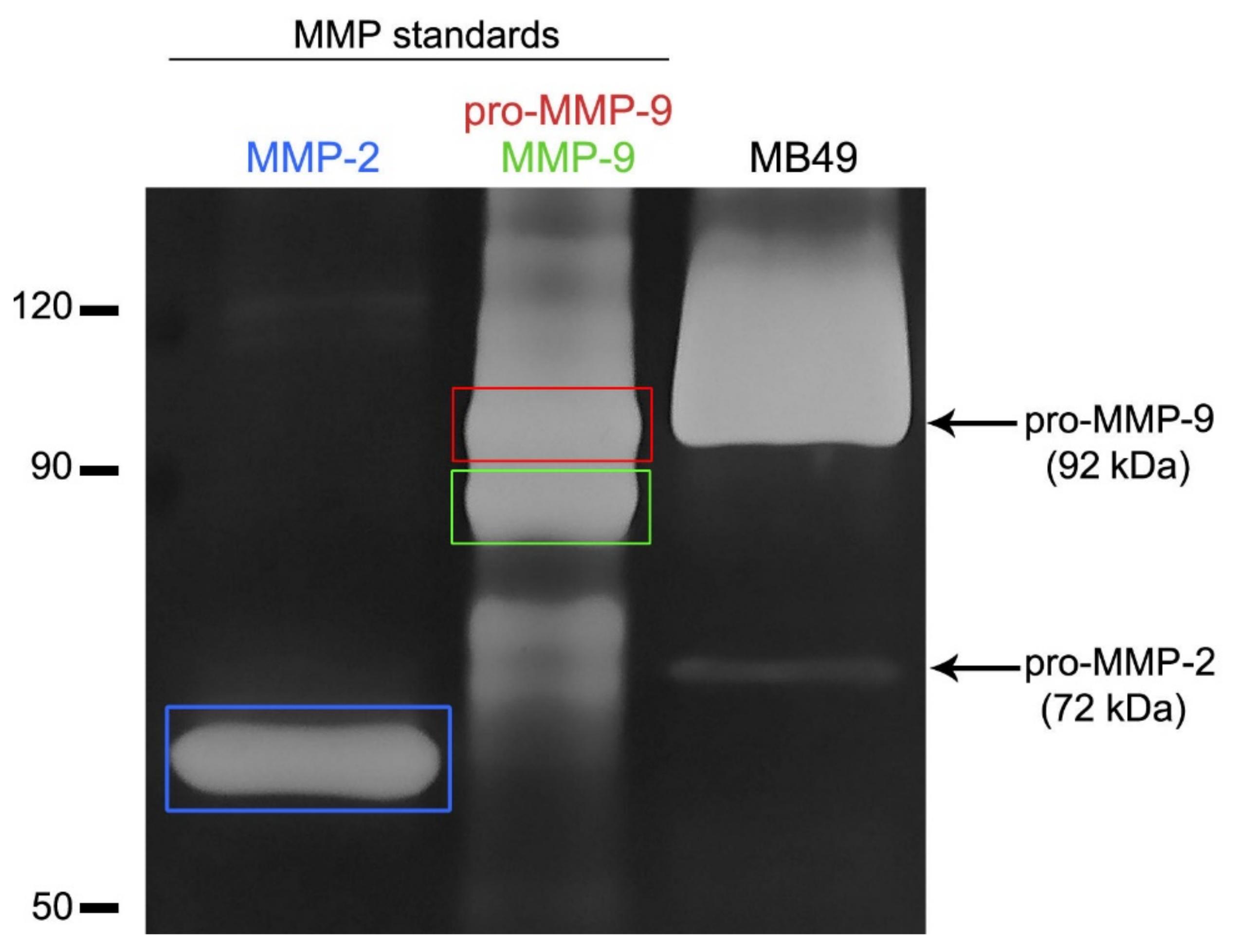 Ijms 22 06328 g004
