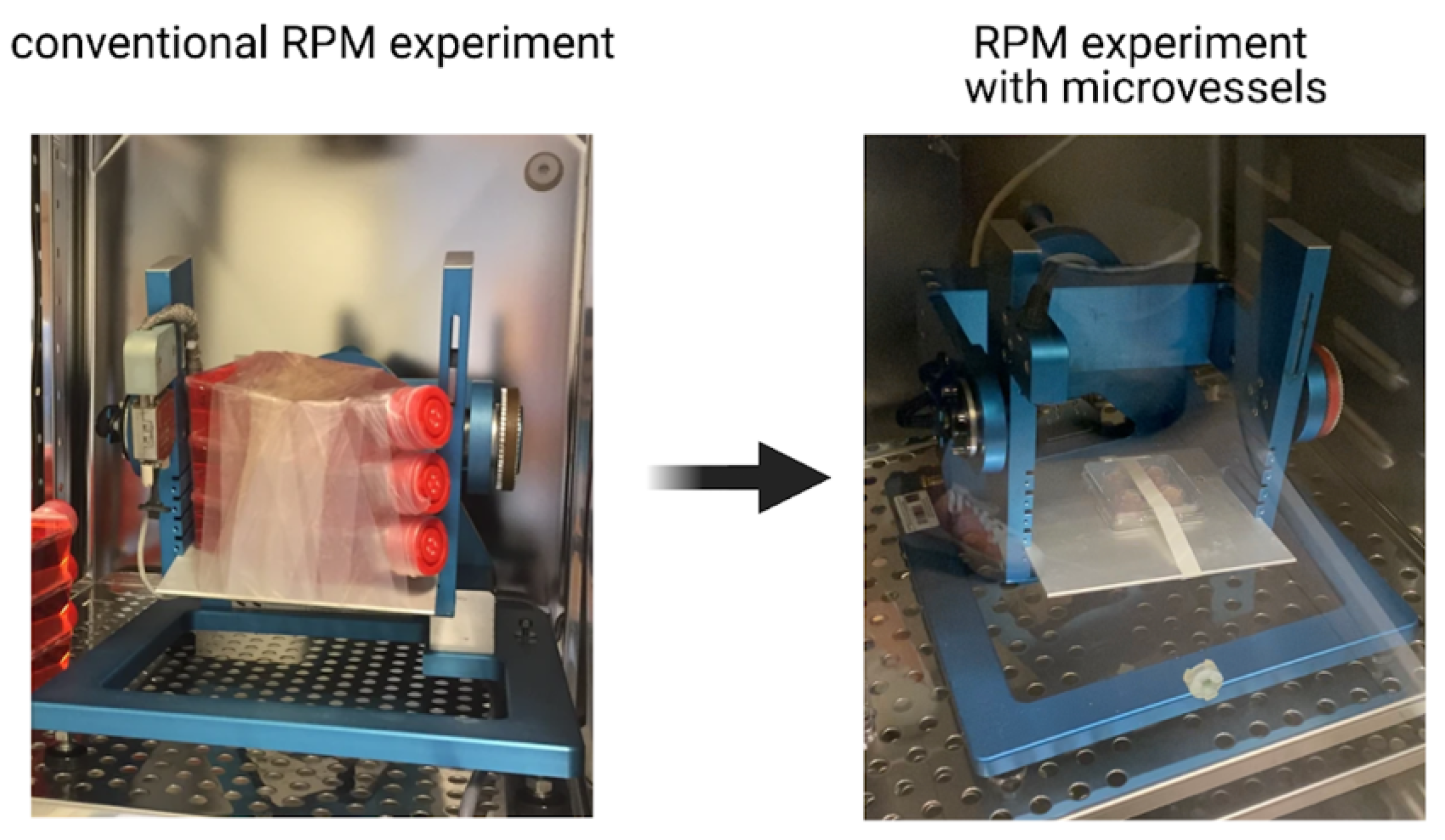 Ijms 22 06331 g001 Ijms 22 06331 g001