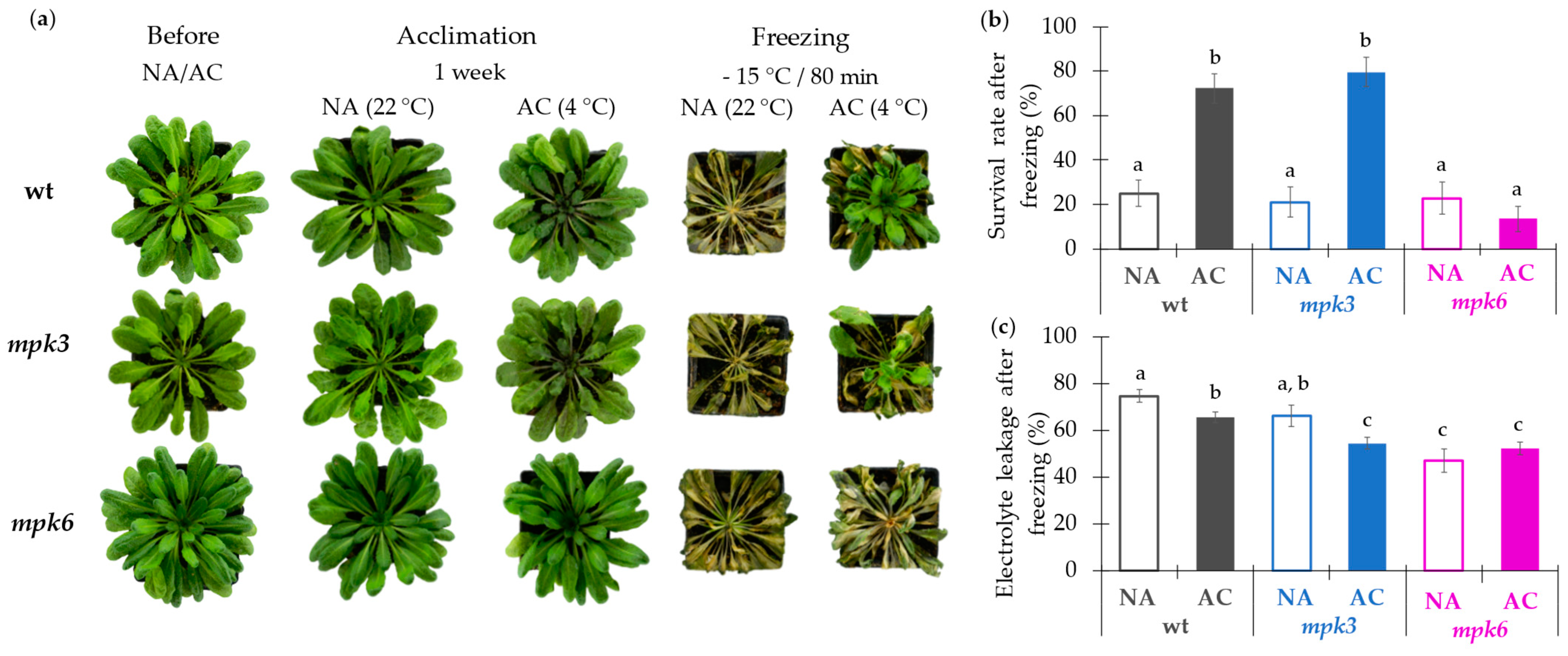 Ijms 22 06338 g001 Ijms 22 06338 g001