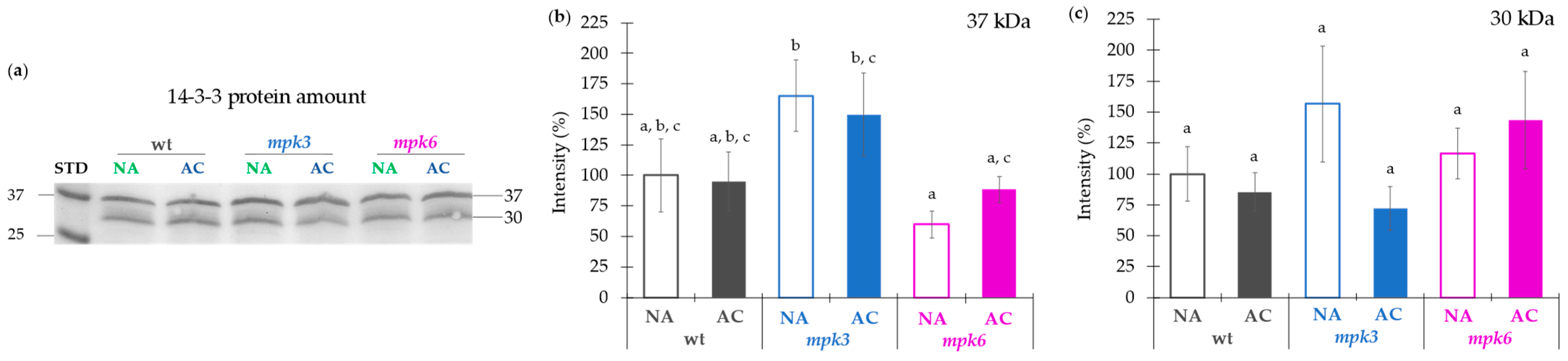 Ijms 22 06338 g004 Ijms 22 06338 g004