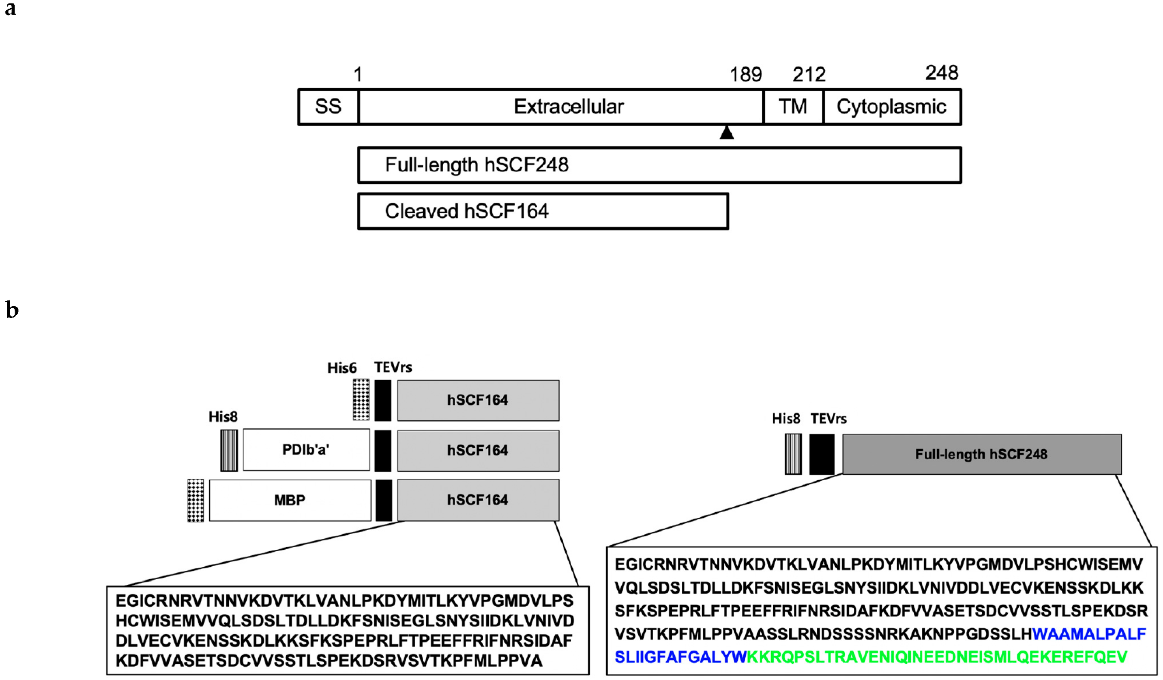 Ijms 22 06361 g001 Ijms 22 06361 g001