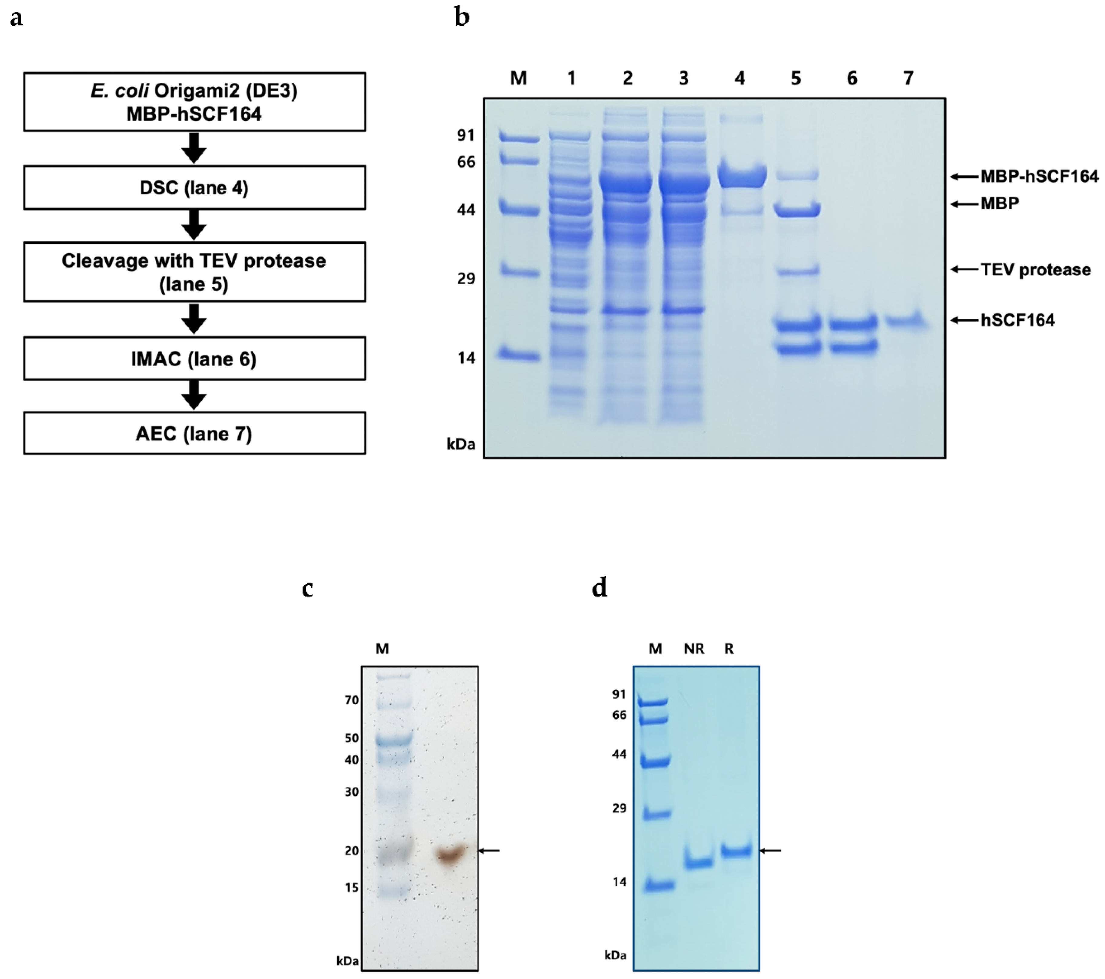 Ijms 22 06361 g003 Ijms 22 06361 g003