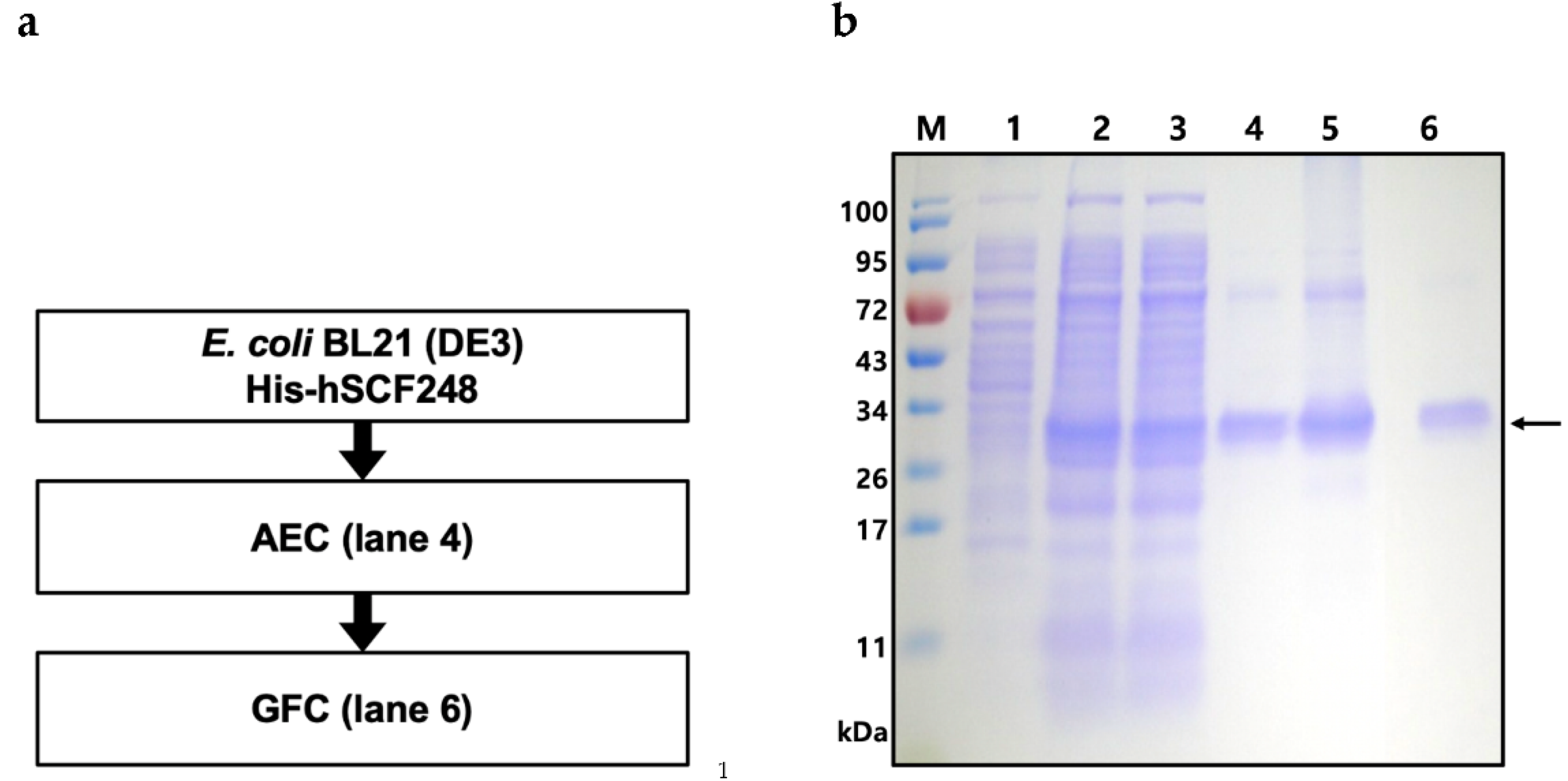 Ijms 22 06361 g004 Ijms 22 06361 g004