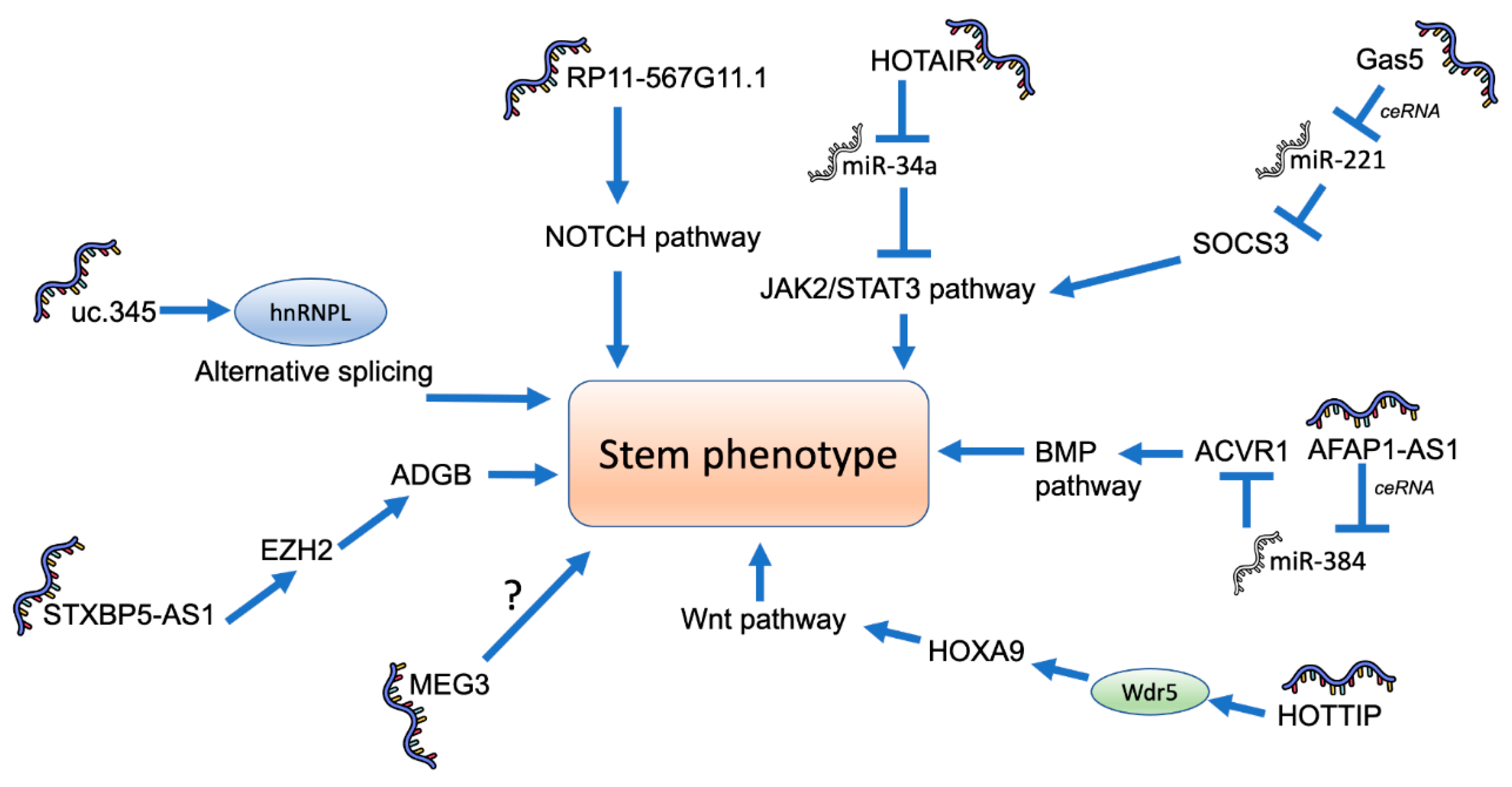 Ijms 22 06374 g003 Ijms 22 06374 g003