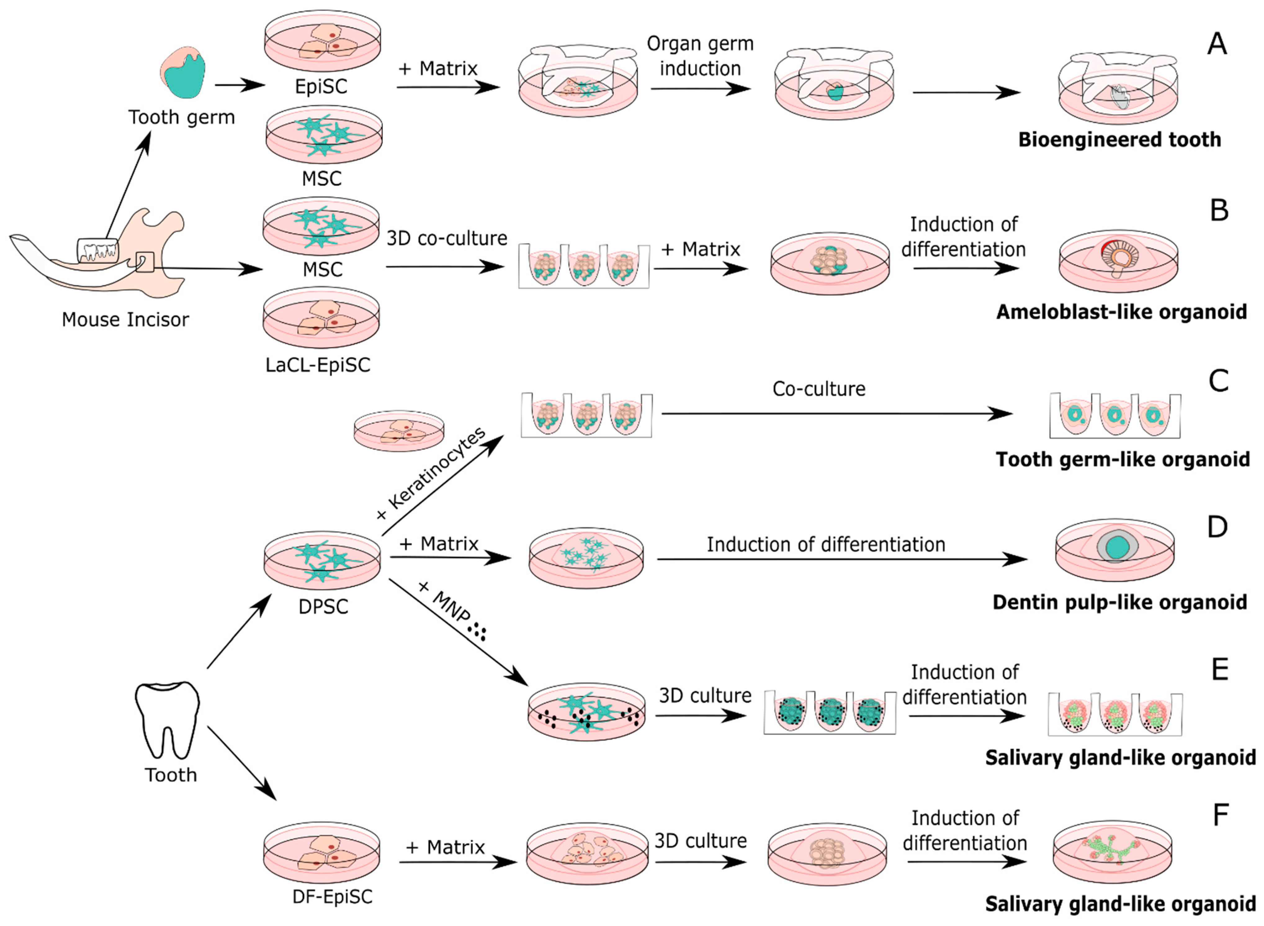 Ijms 22 06387 g003 Ijms 22 06387 g003