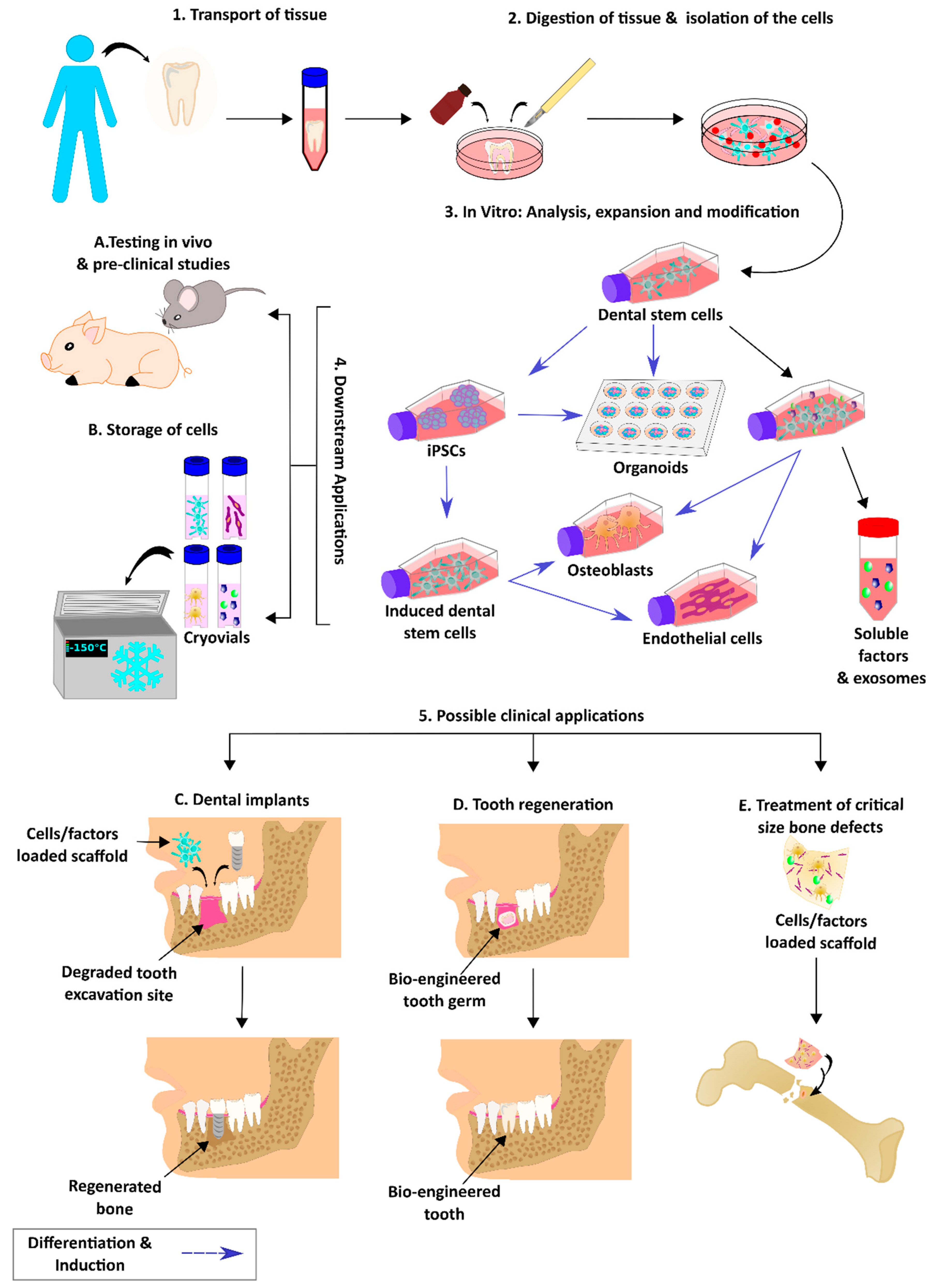 Ijms 22 06387 g004 Ijms 22 06387 g004