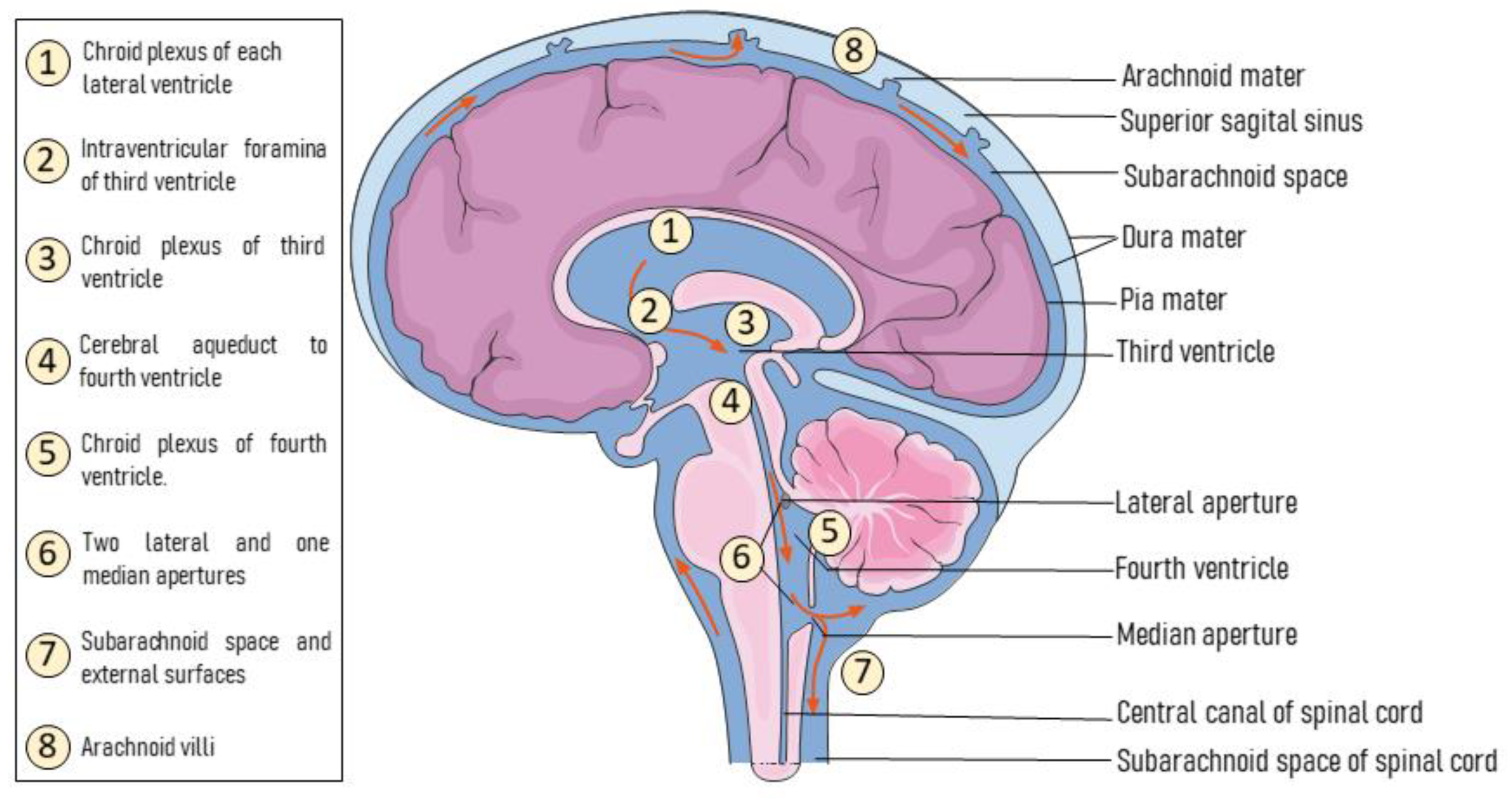 Ijms 22 06389 g002 Ijms 22 06389 g002