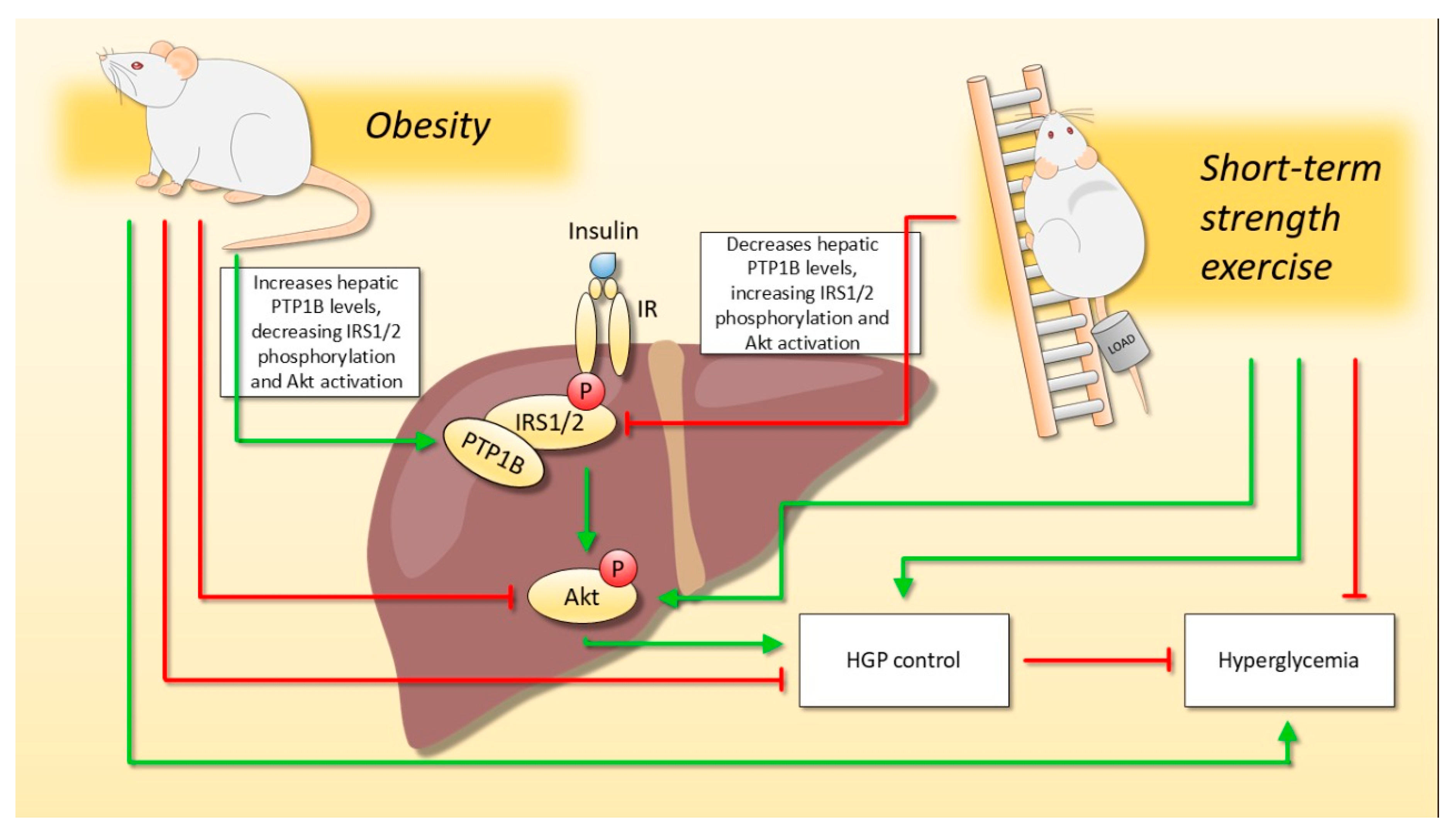 Ijms 22 06402 g005 Ijms 22 06402 g005
