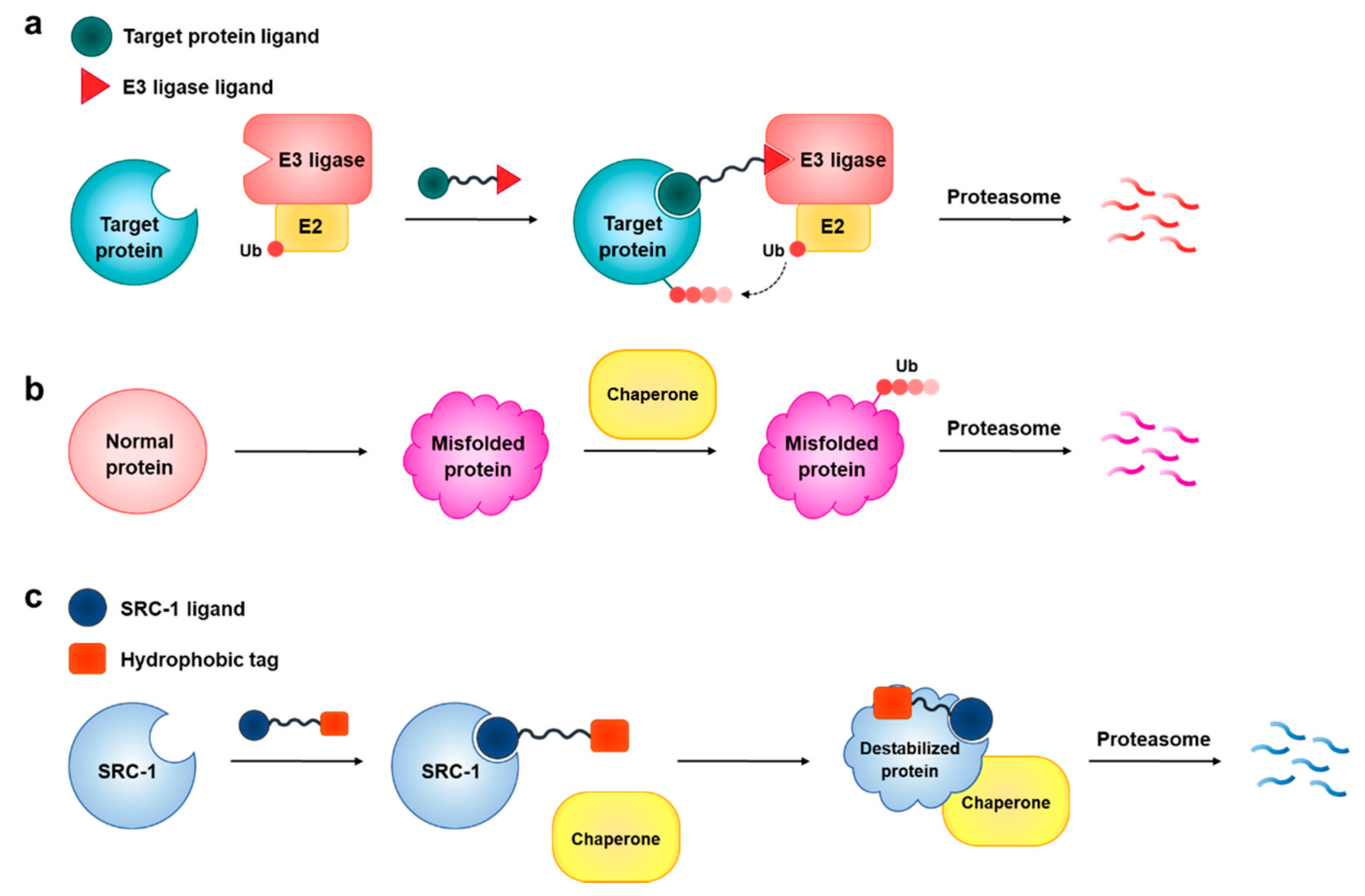 Ijms 22 06407 g001 Ijms 22 06407 g001