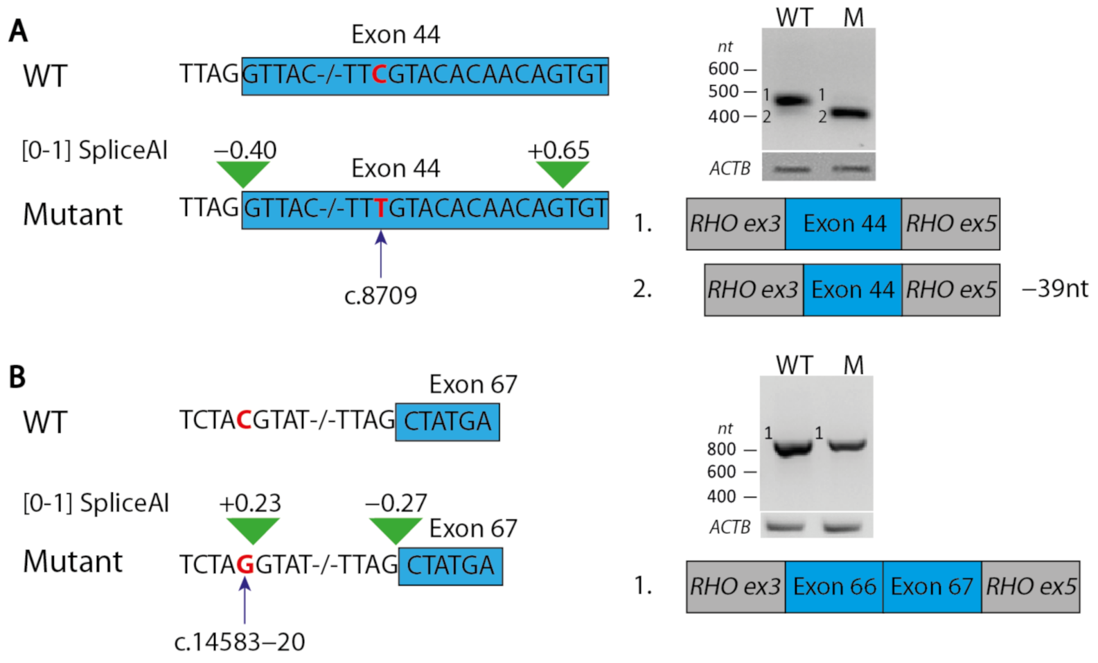 Ijms 22 06419 g002 Ijms 22 06419 g002