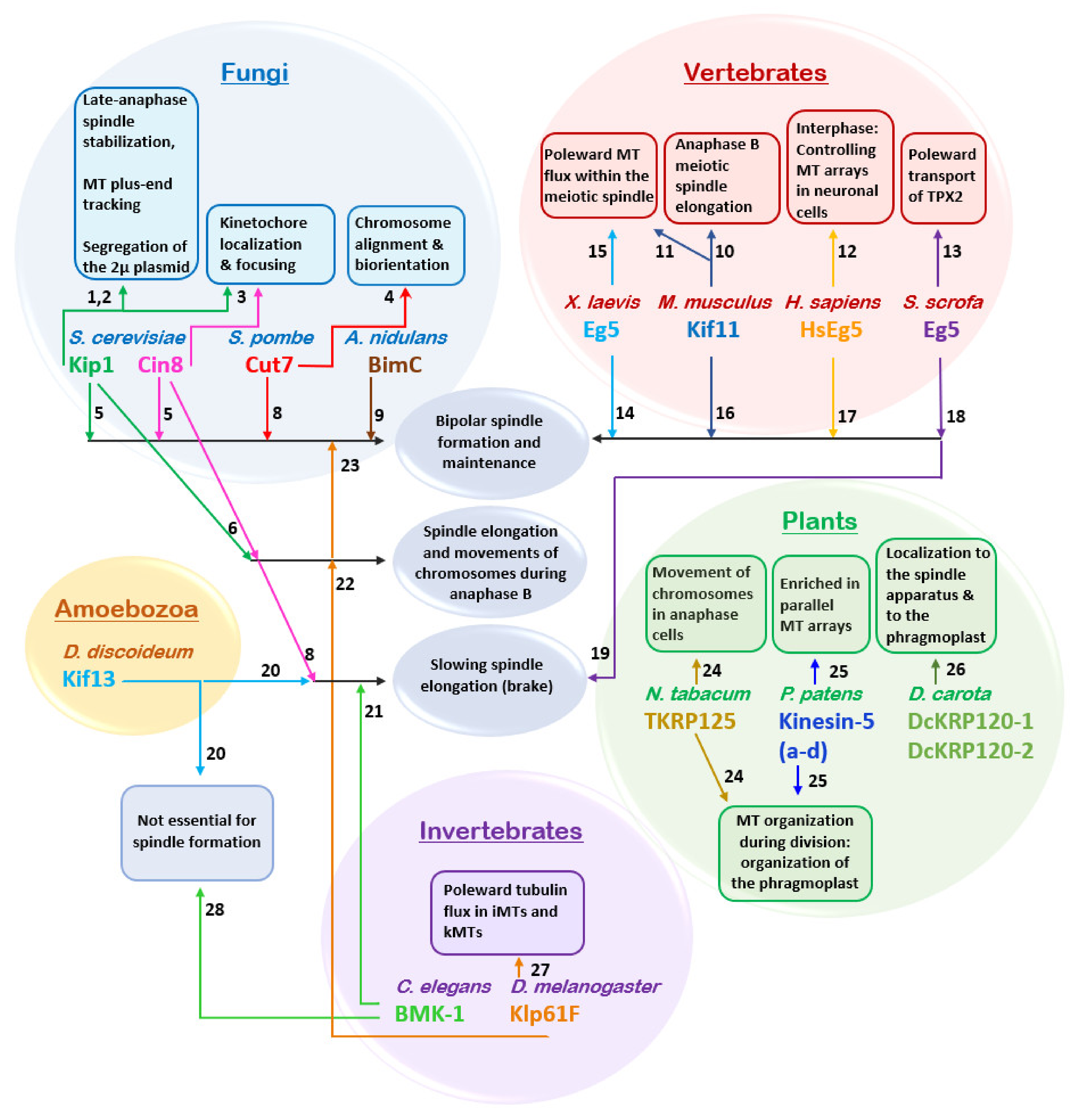 Ijms 22 06420 g004 Ijms 22 06420 g004