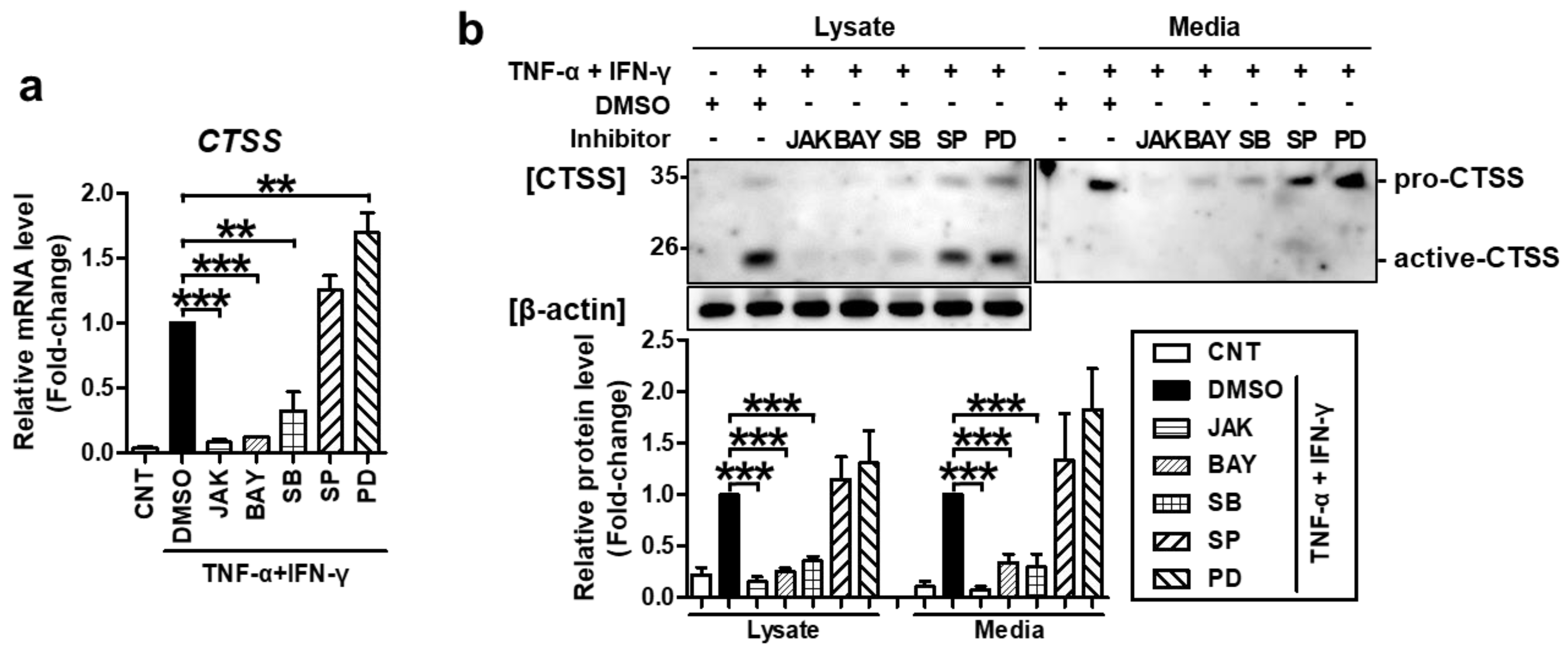 Ijms 22 06428 g004 Ijms 22 06428 g004