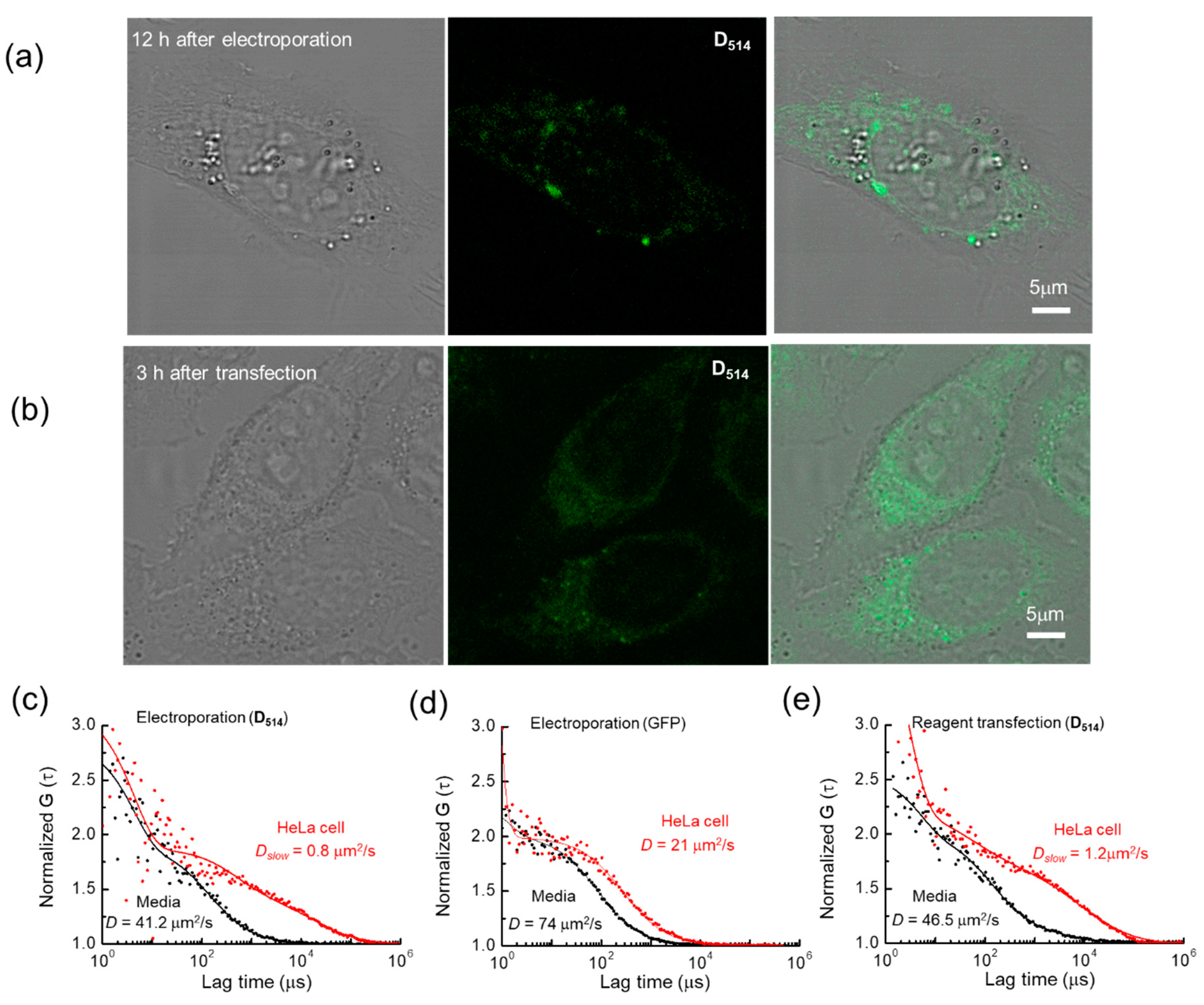 Ijms 22 06433 g004 Ijms 22 06433 g004