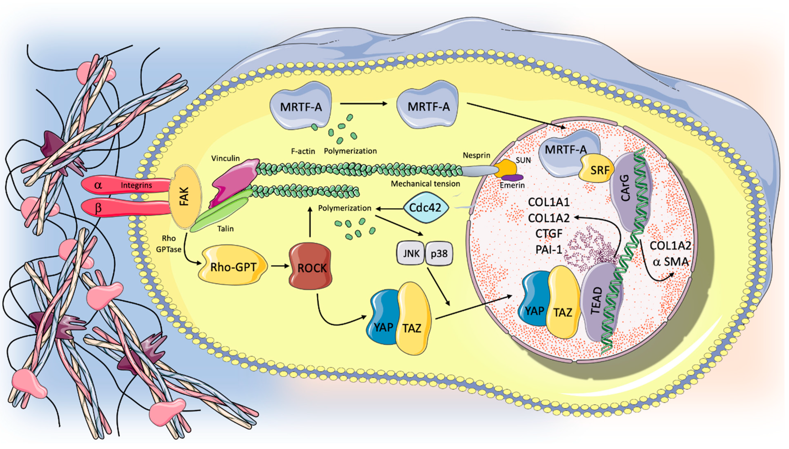 Ijms 22 06443 g002 Ijms 22 06443 g002
