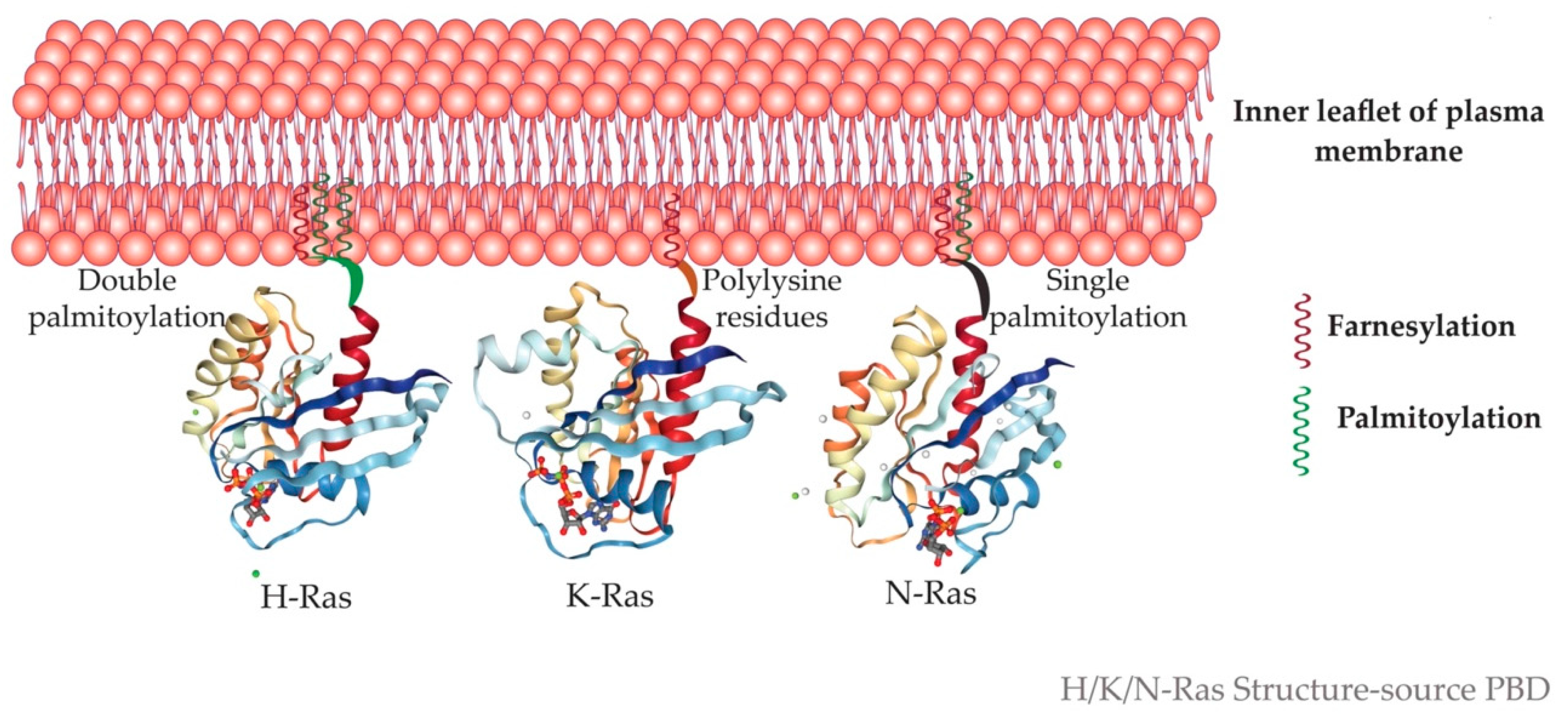 Ijms 22 06508 g003 Ijms 22 06508 g003