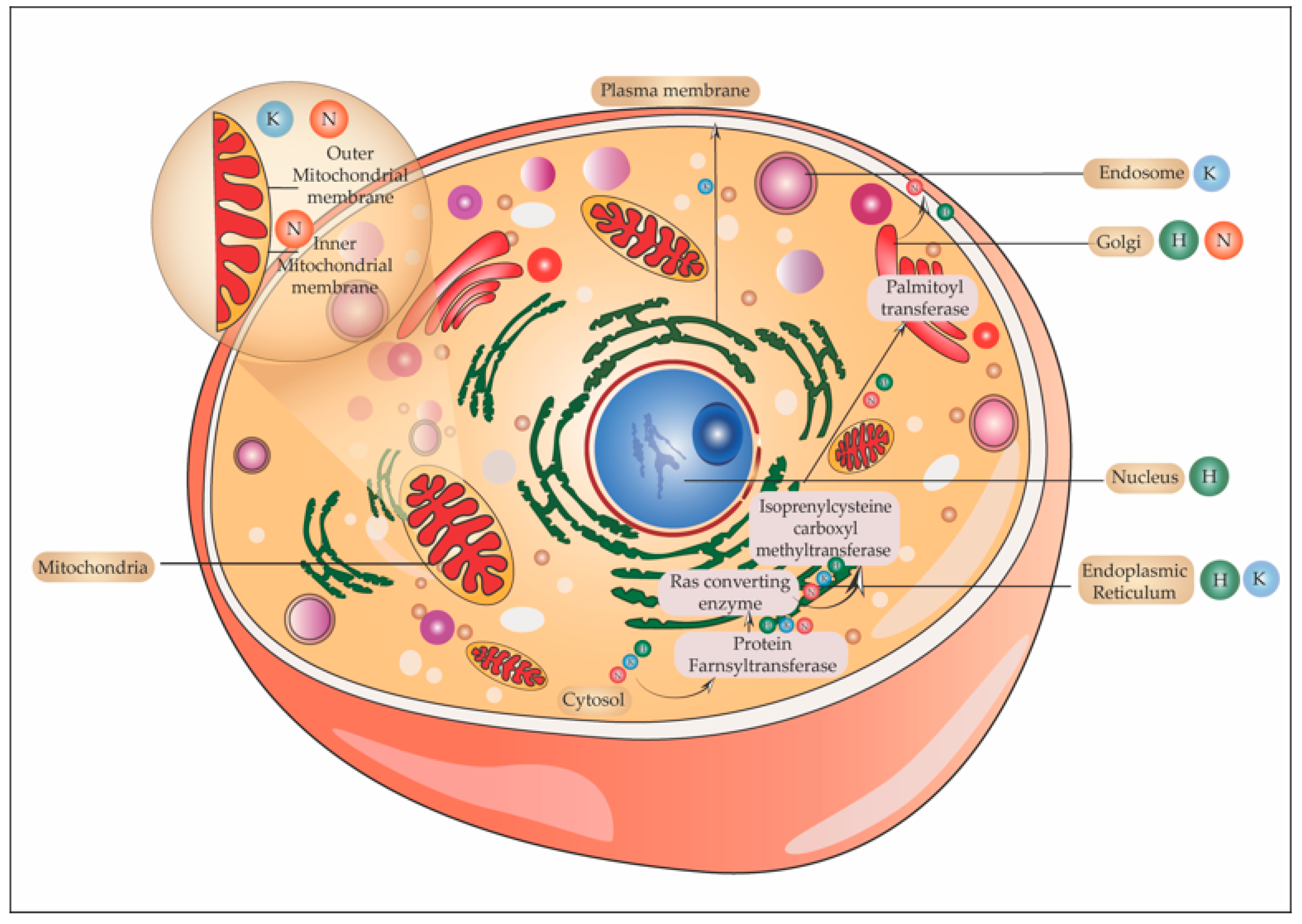 Ijms 22 06508 g006 Ijms 22 06508 g006