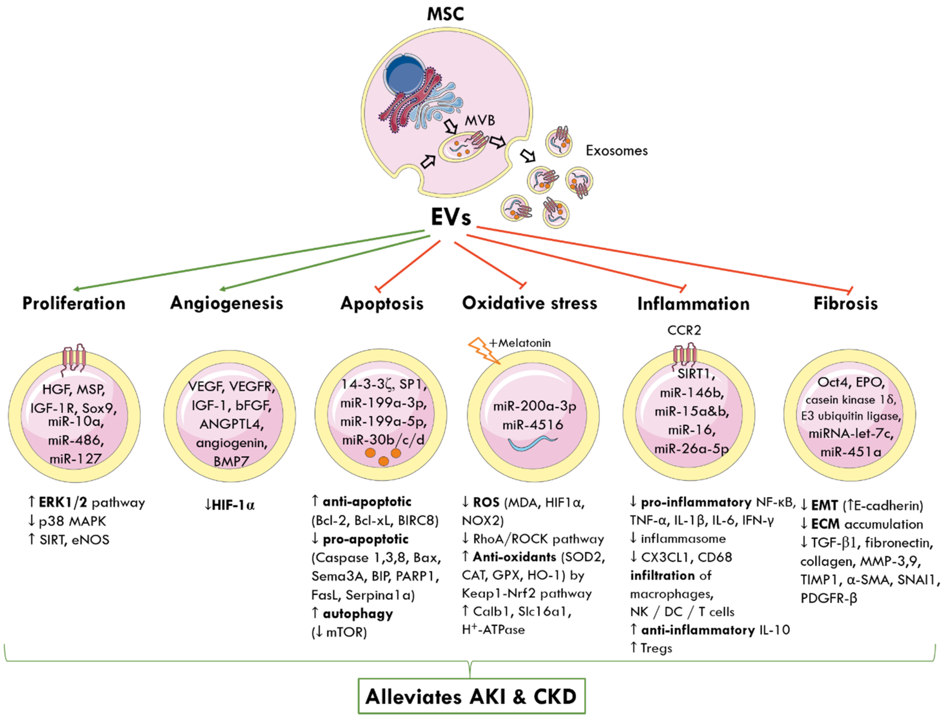Ijms 22 06596 g002 Ijms 22 06596 g002
