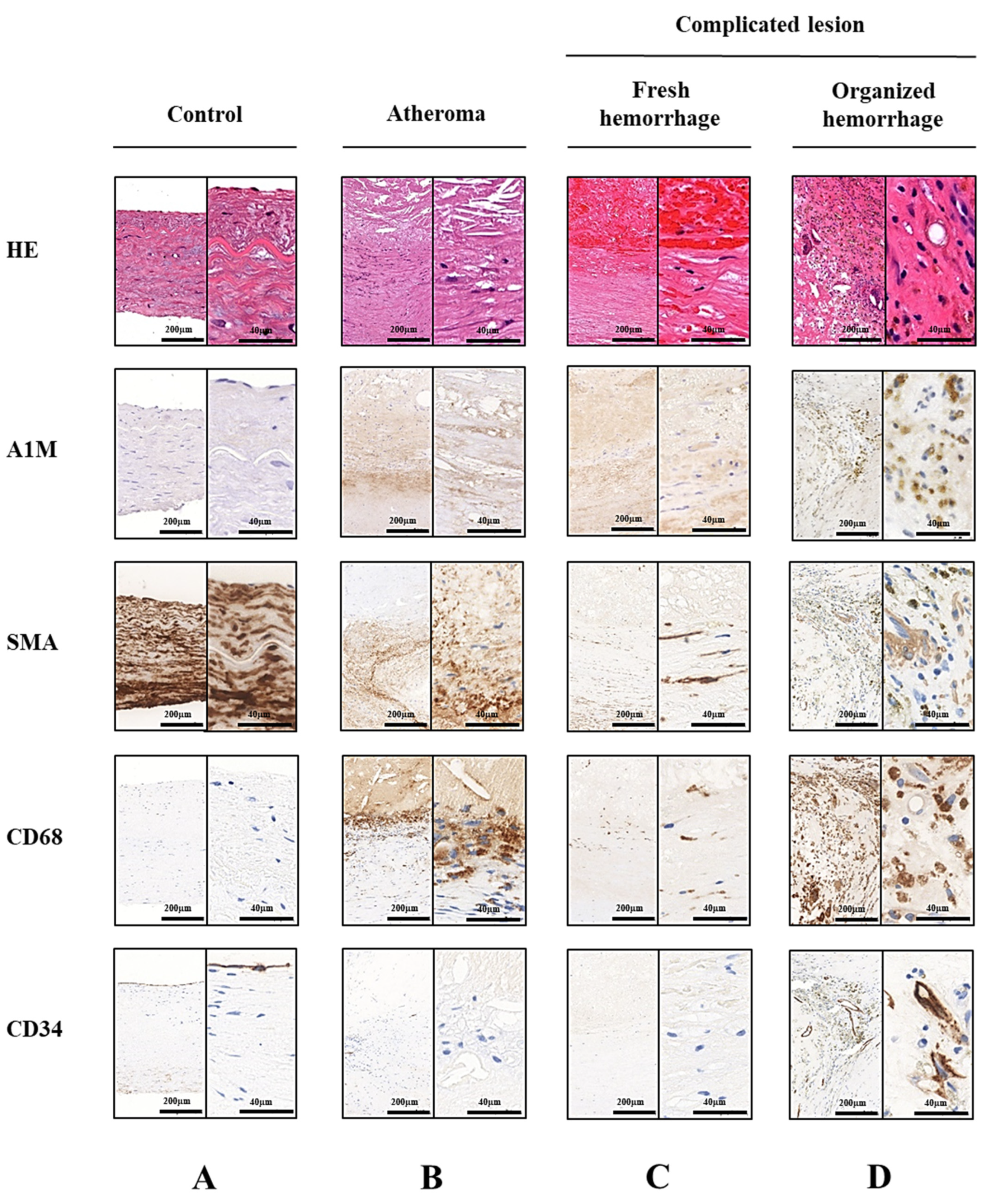 Ijms 22 06668 g001 Ijms 22 06668 g001