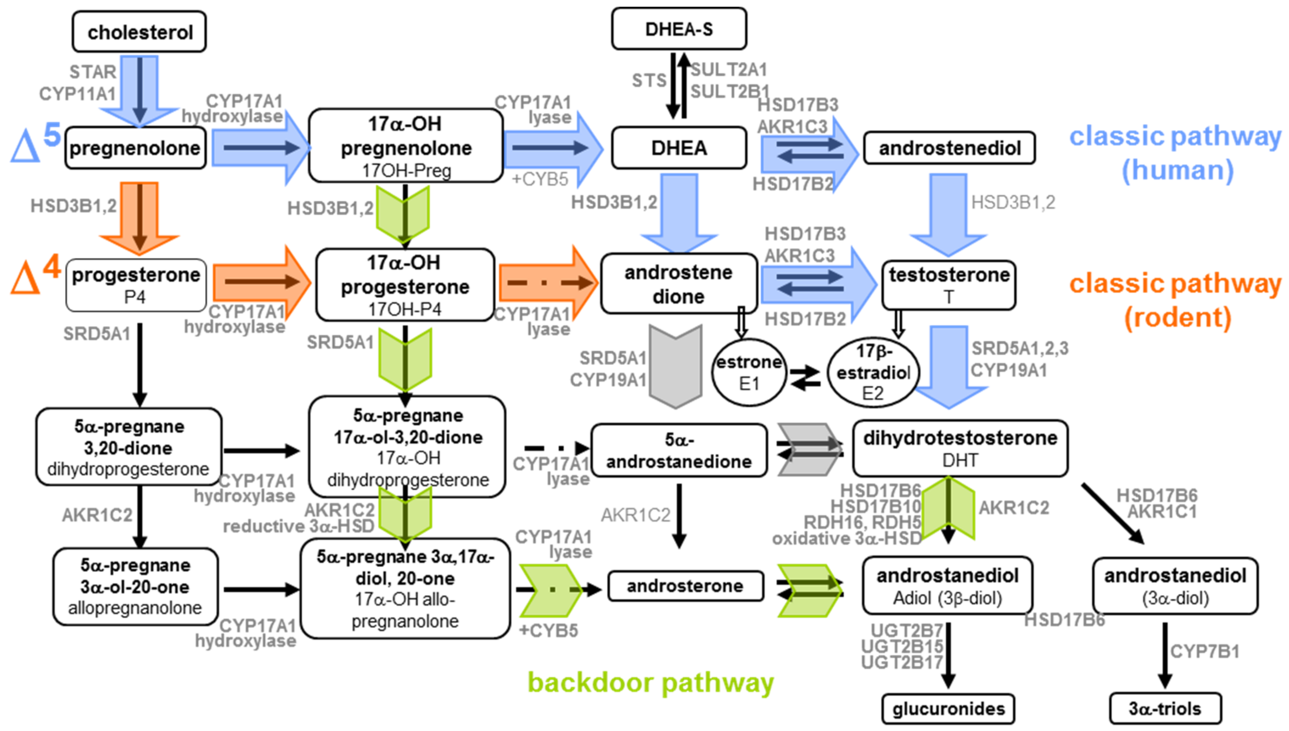Ijms 22 06681 g001 Ijms 22 06681 g001